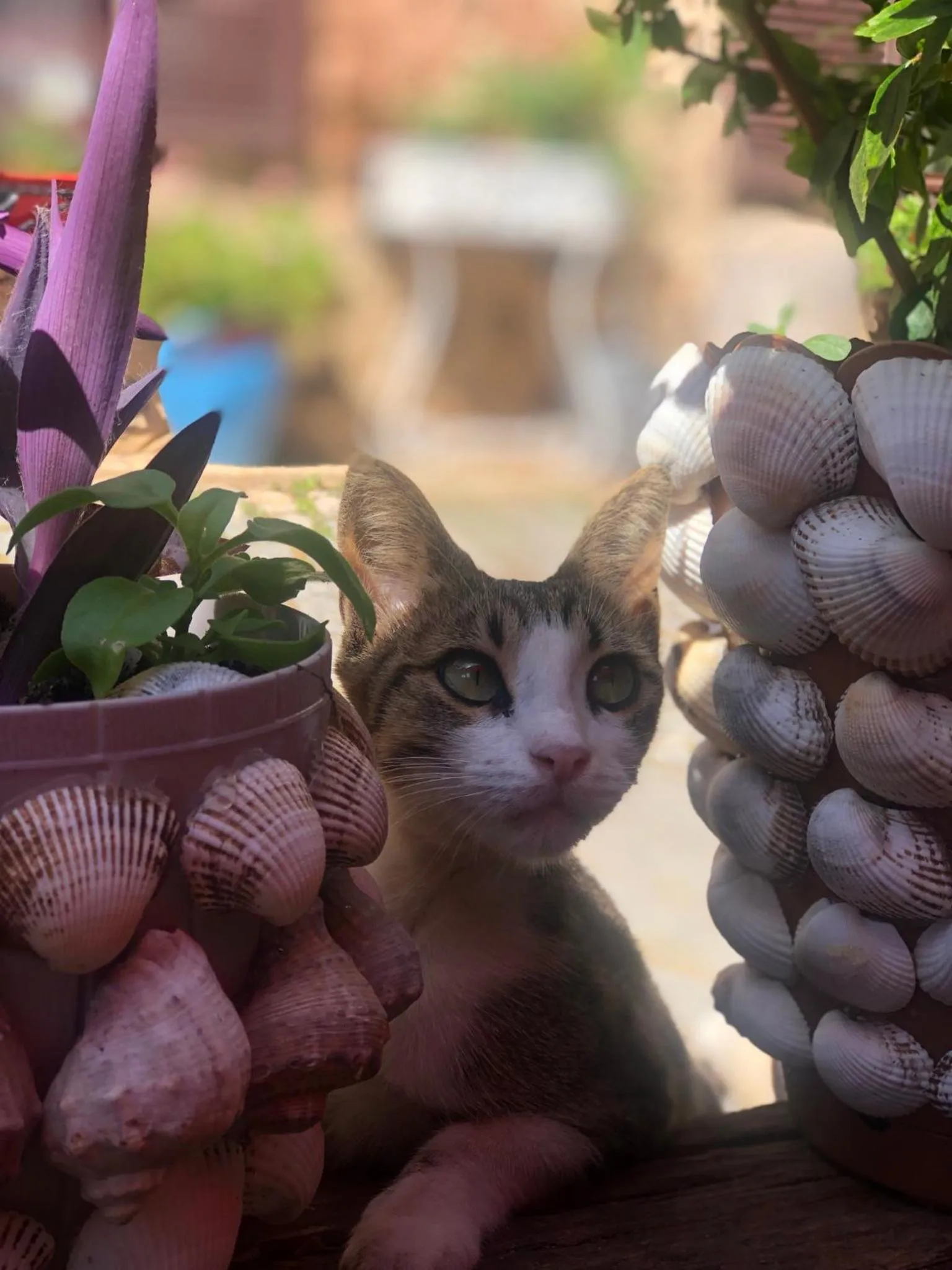 Animals in Harmony Butik Otel