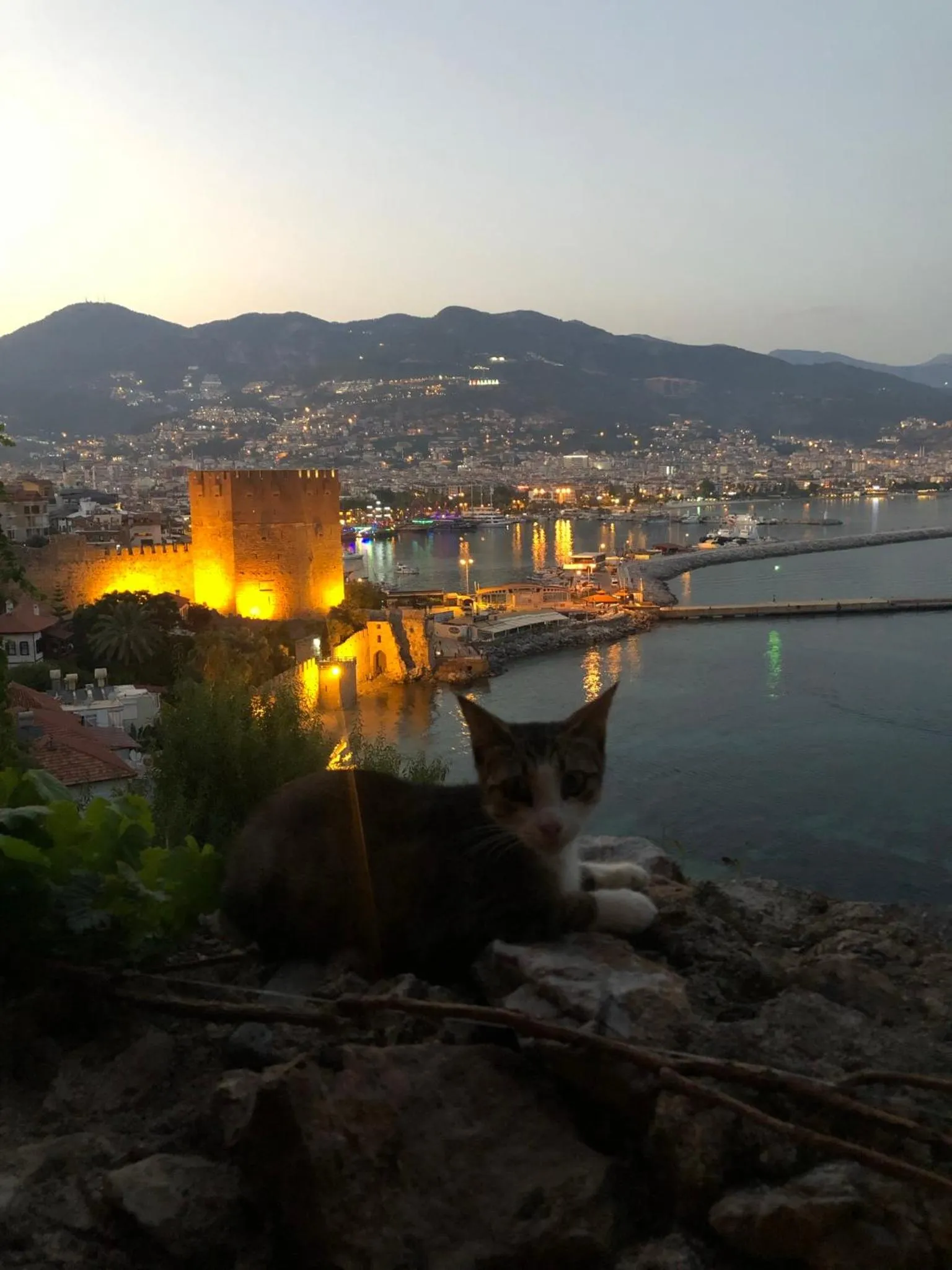 Animals in Harmony Butik Otel