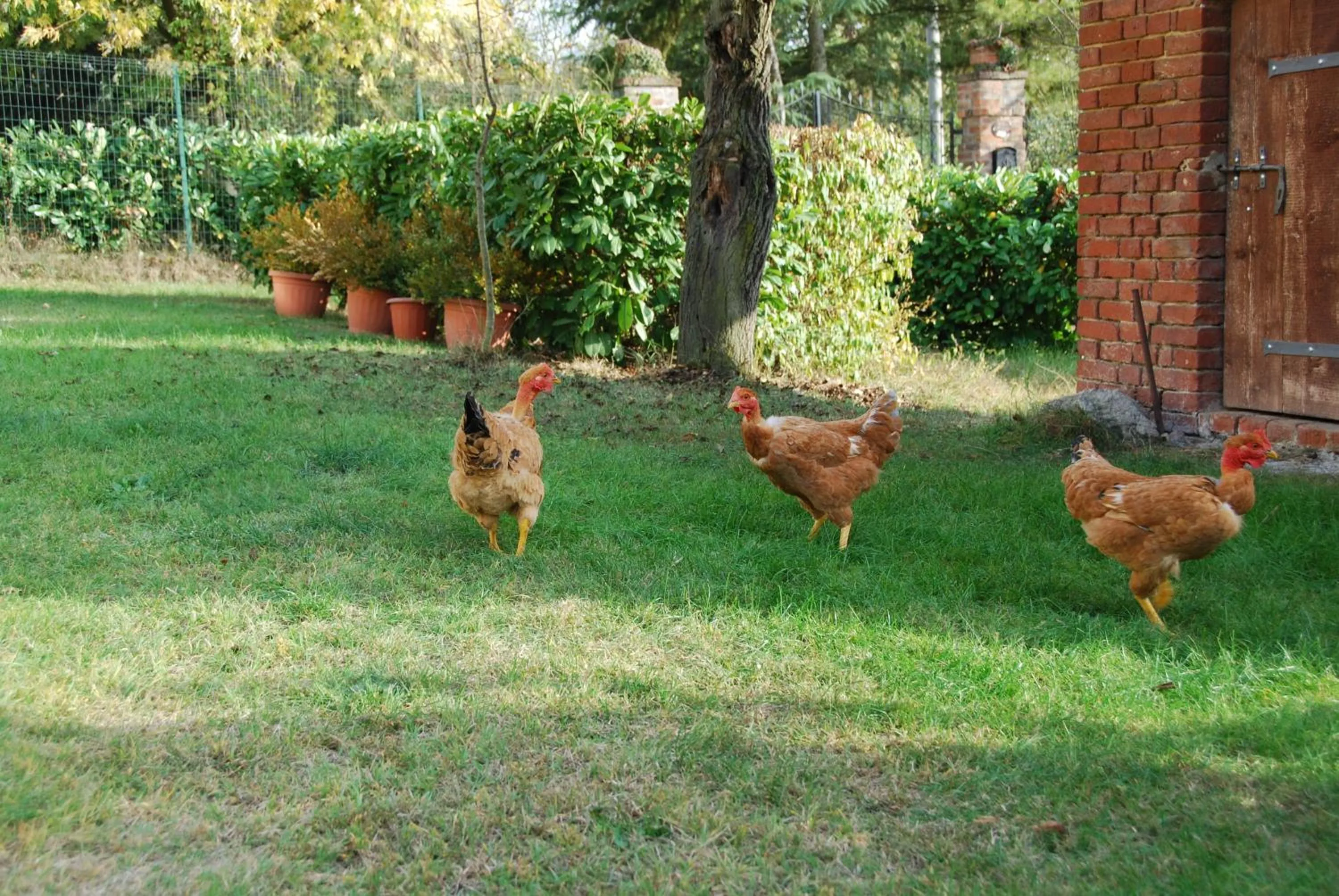 Animals in B&B Cascina Bricchetto