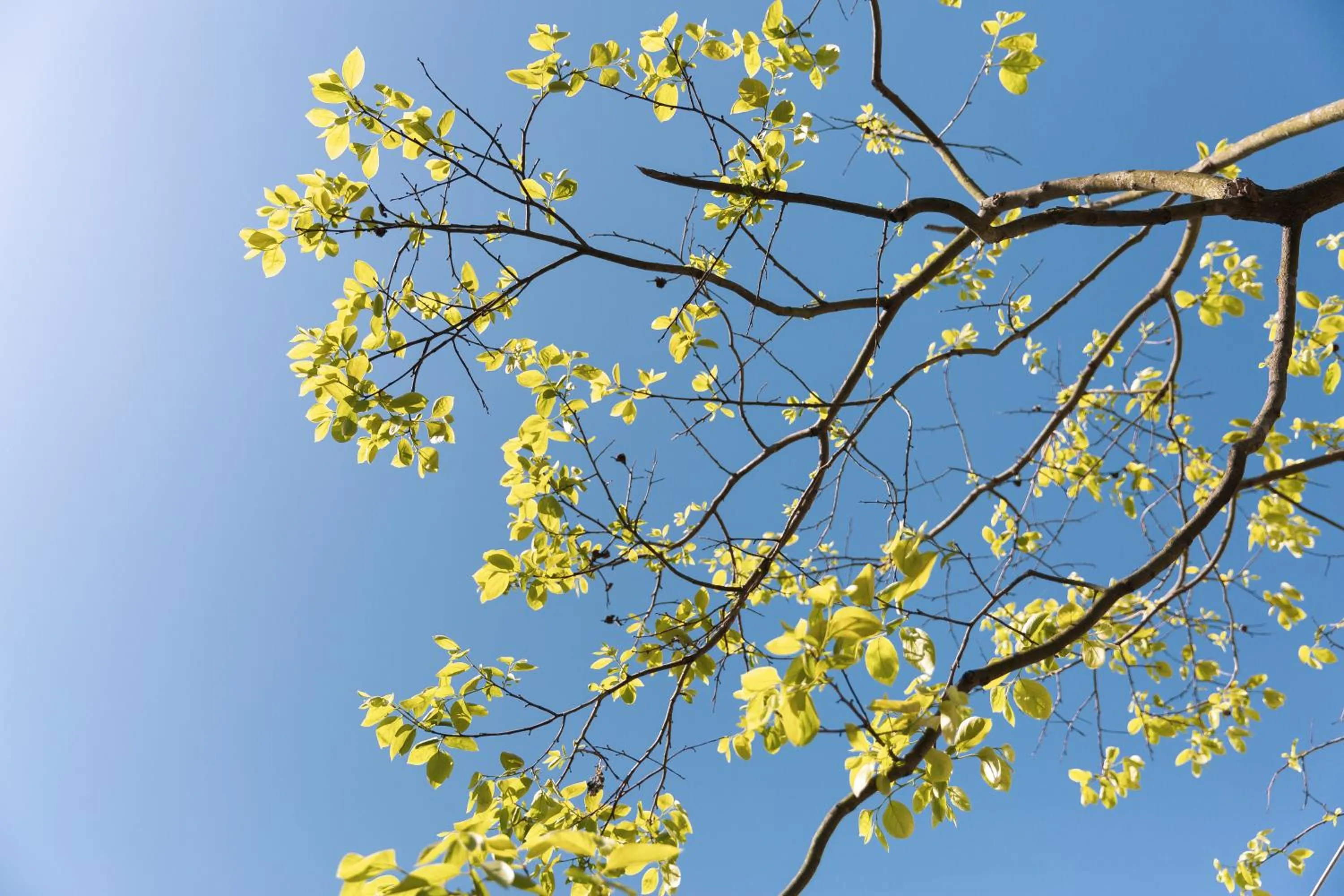 Bloom Over The Sea by JinSpecial