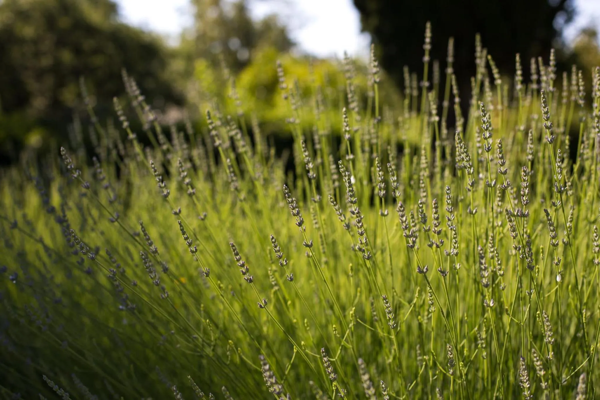 Garden in Castello Di Meleto