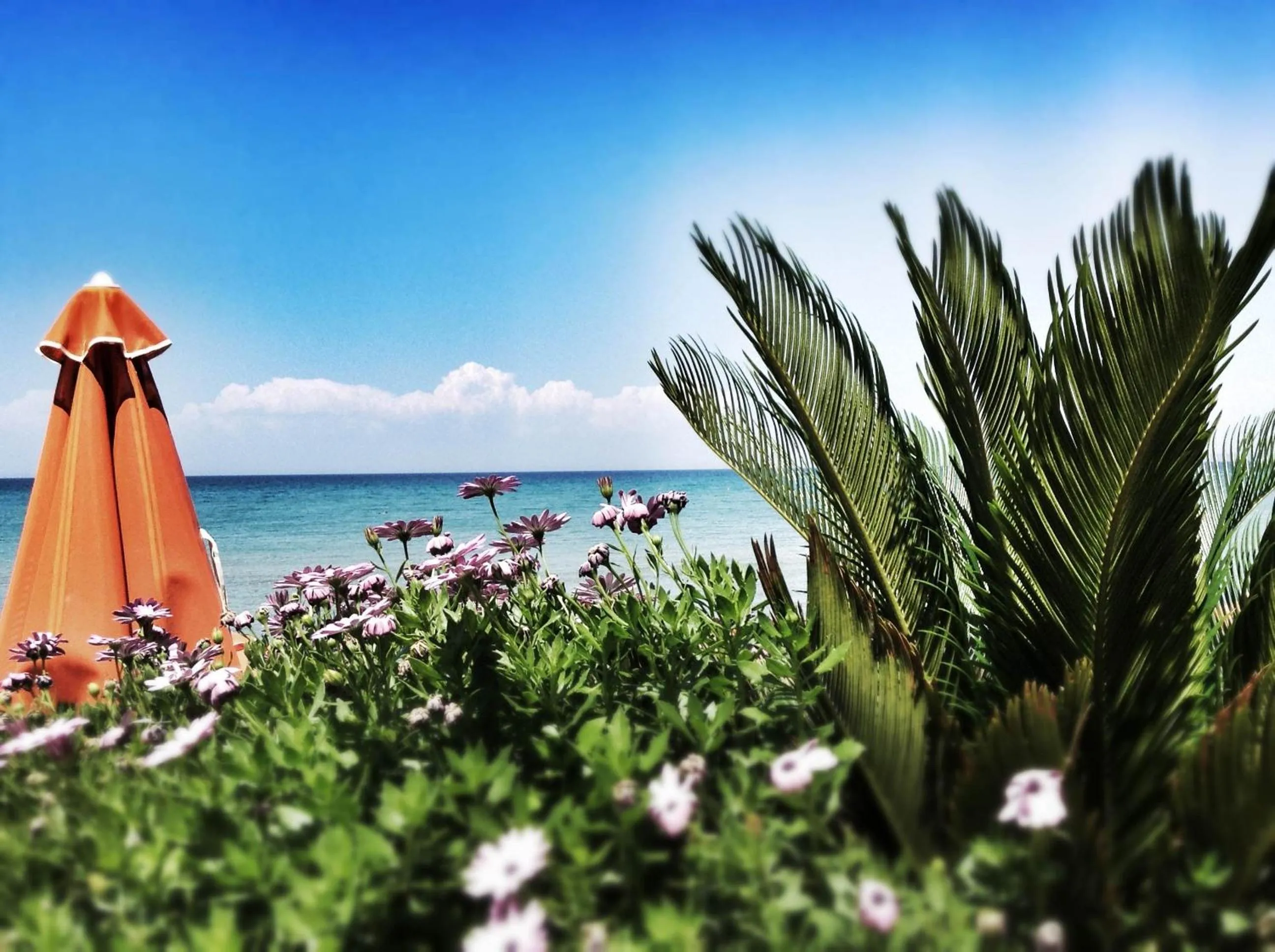 Garden in Al Mare Hotel