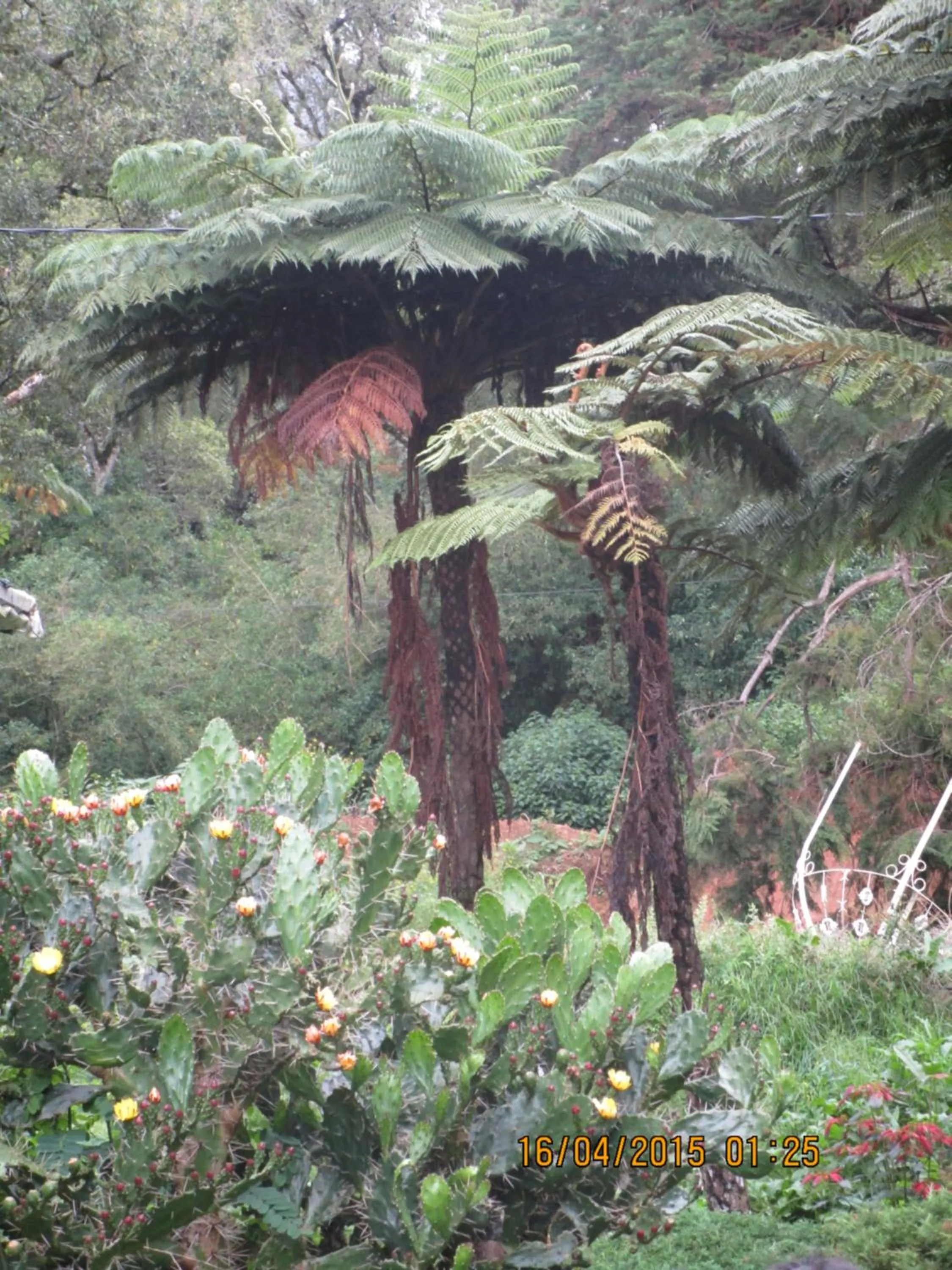 Green Herbal Ayurvedic Eco-Lodge