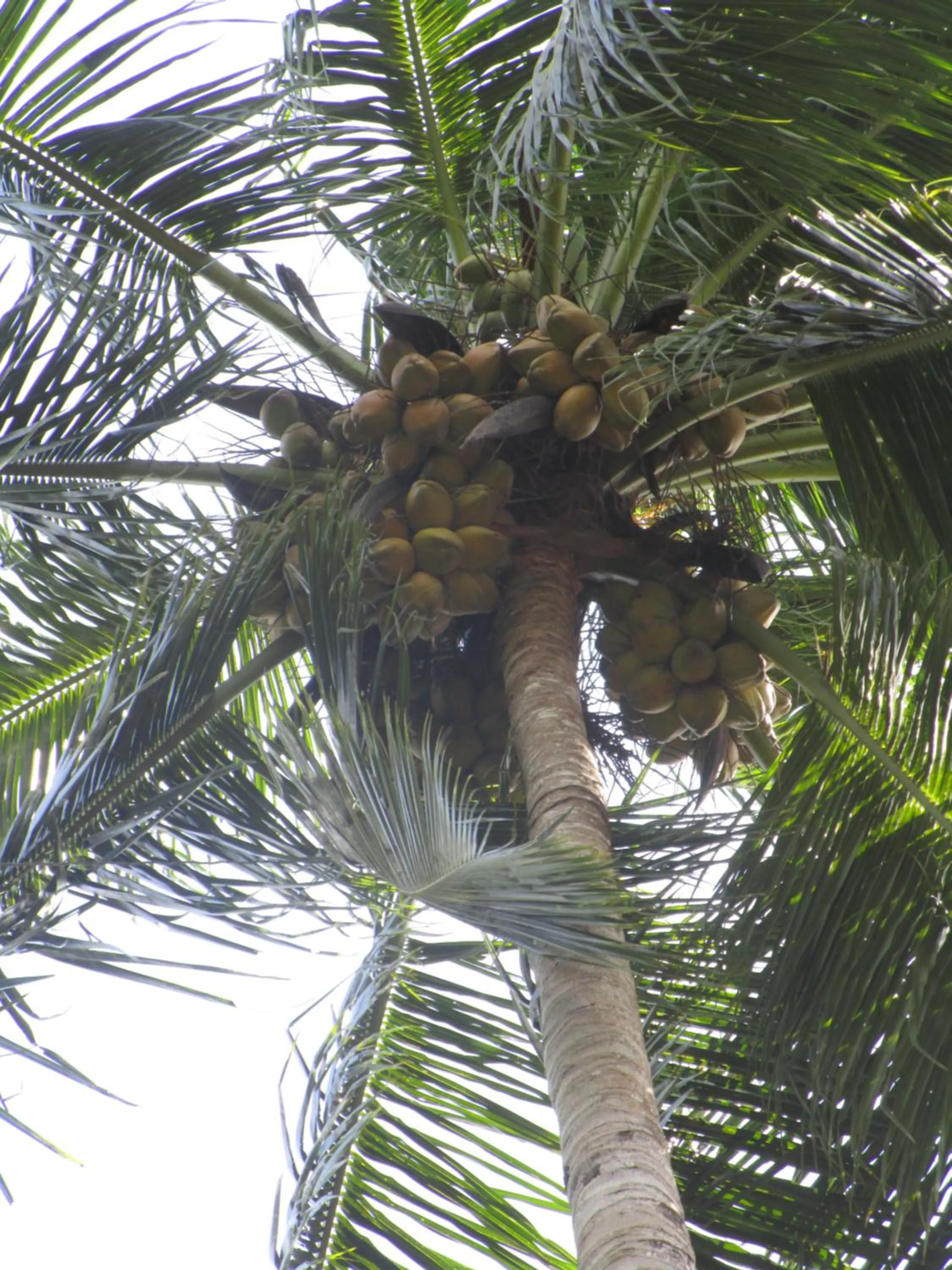 Green Herbal Ayurvedic Eco-Lodge
