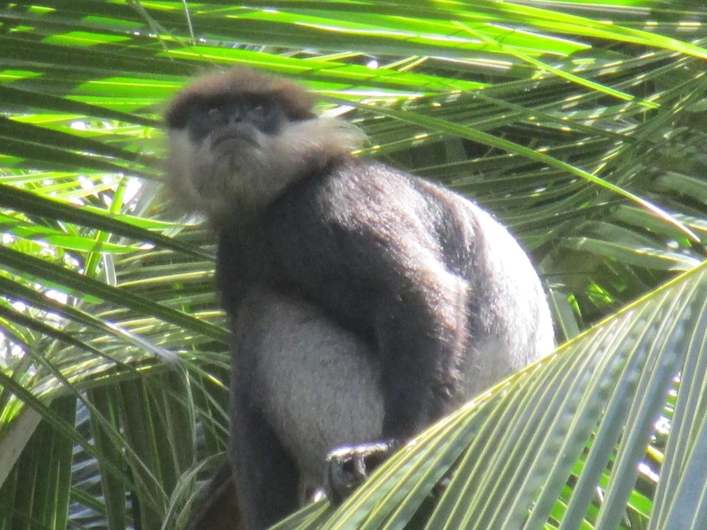 Green Herbal Ayurvedic Eco-Lodge