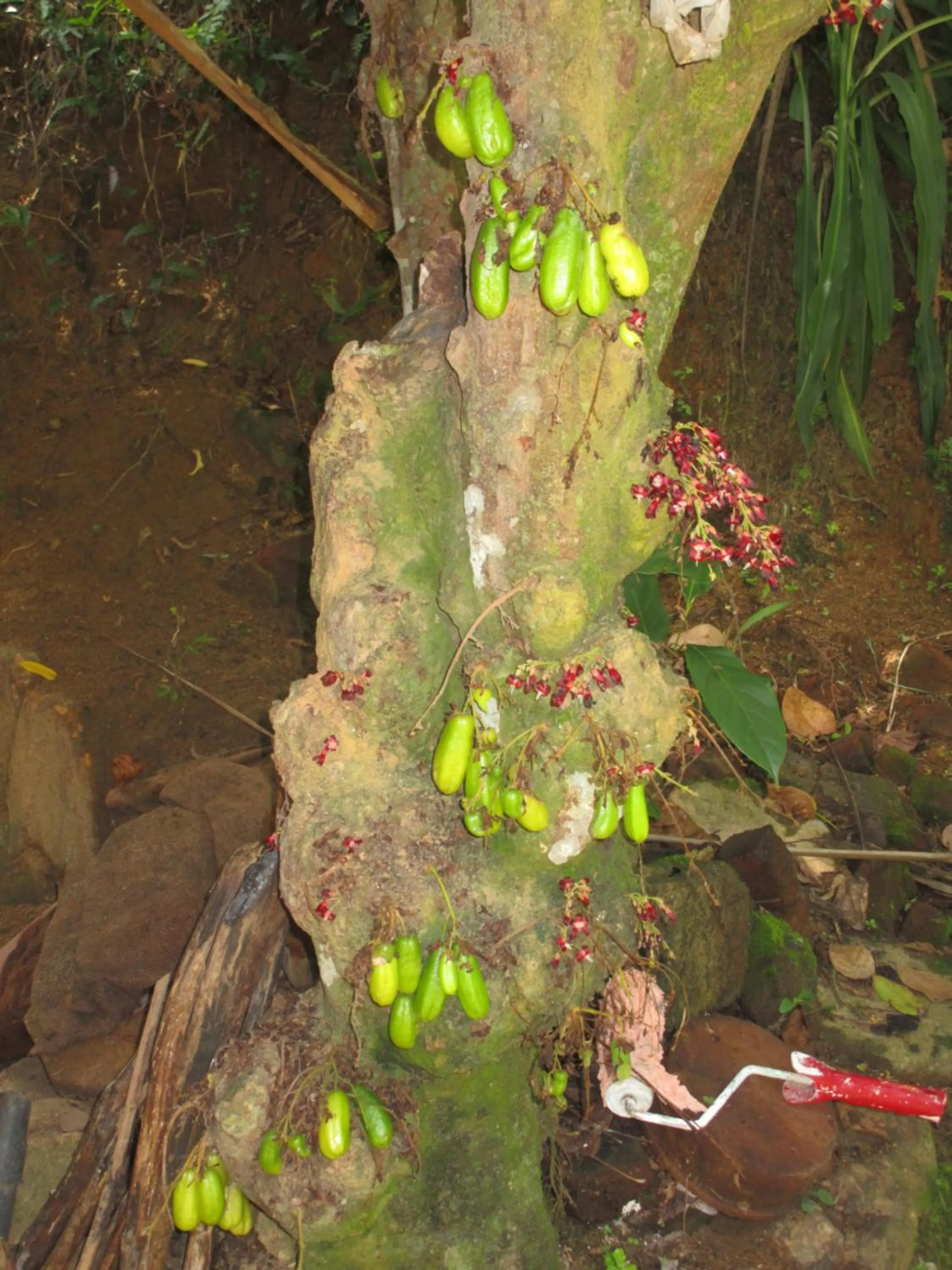 Green Herbal Ayurvedic Eco-Lodge