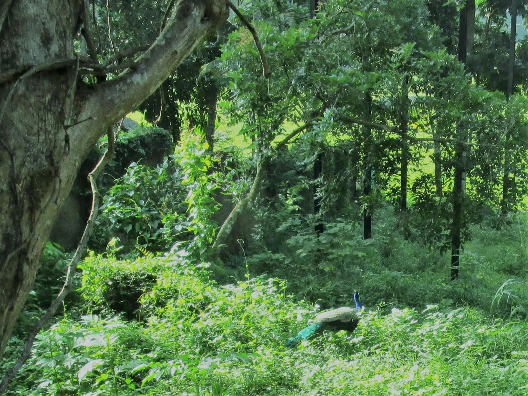 Bird's eye view in Green Herbal Ayurvedic Eco-Lodge