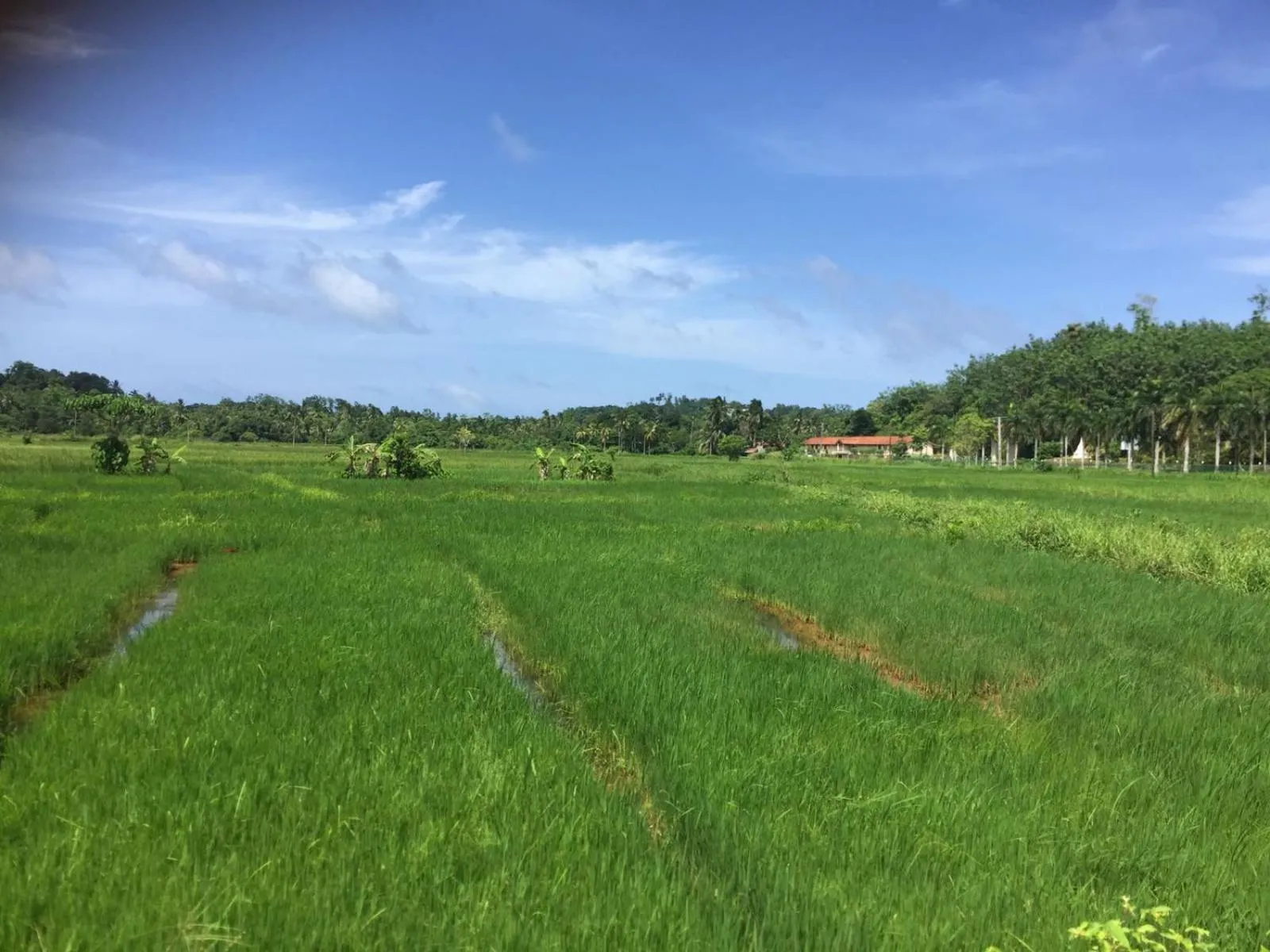 Green Herbal Ayurvedic Eco-Lodge