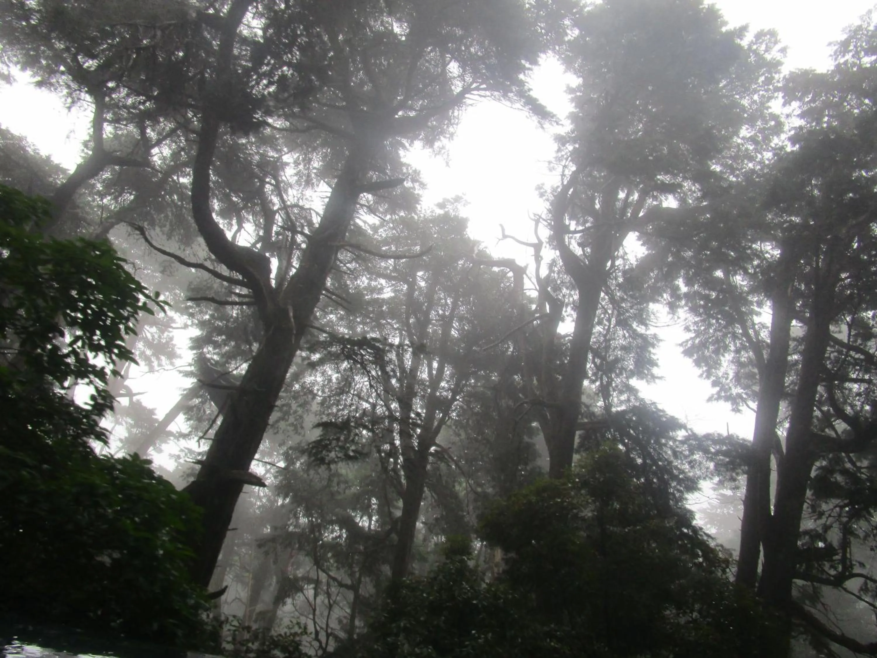 Garden in Green Herbal Ayurvedic Eco-Lodge