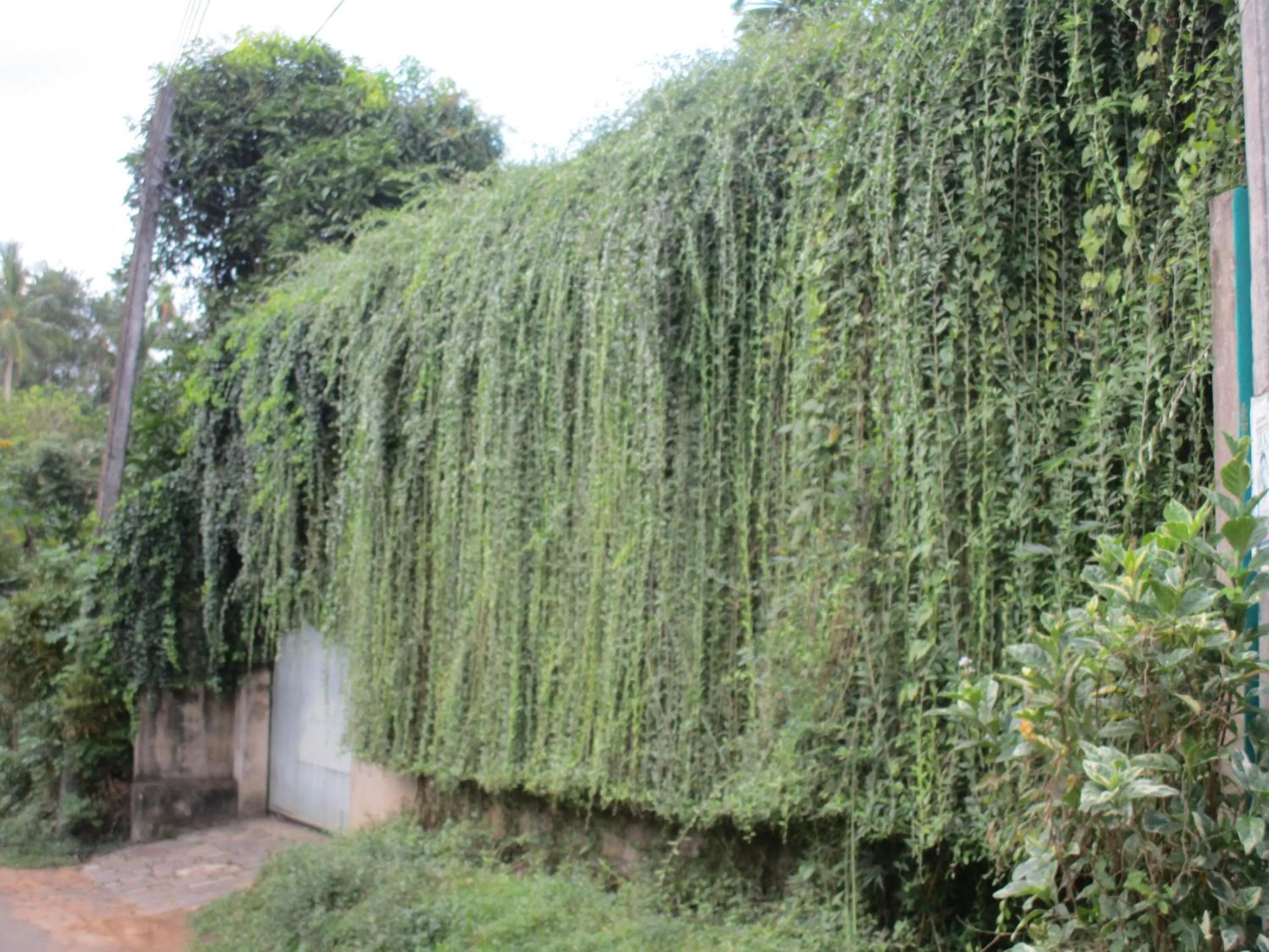 Green Herbal Ayurvedic Eco-Lodge