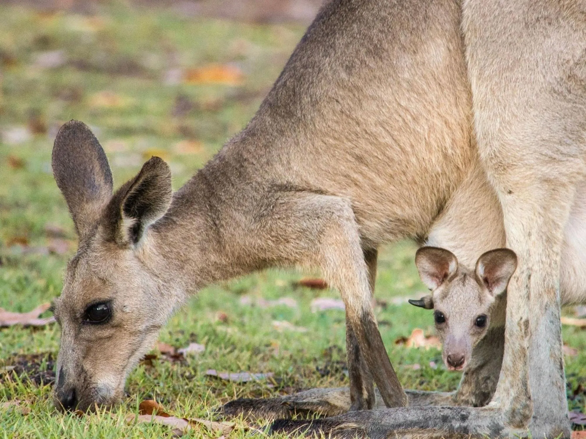 Animals in BIG4 Cania Gorge Holiday Park