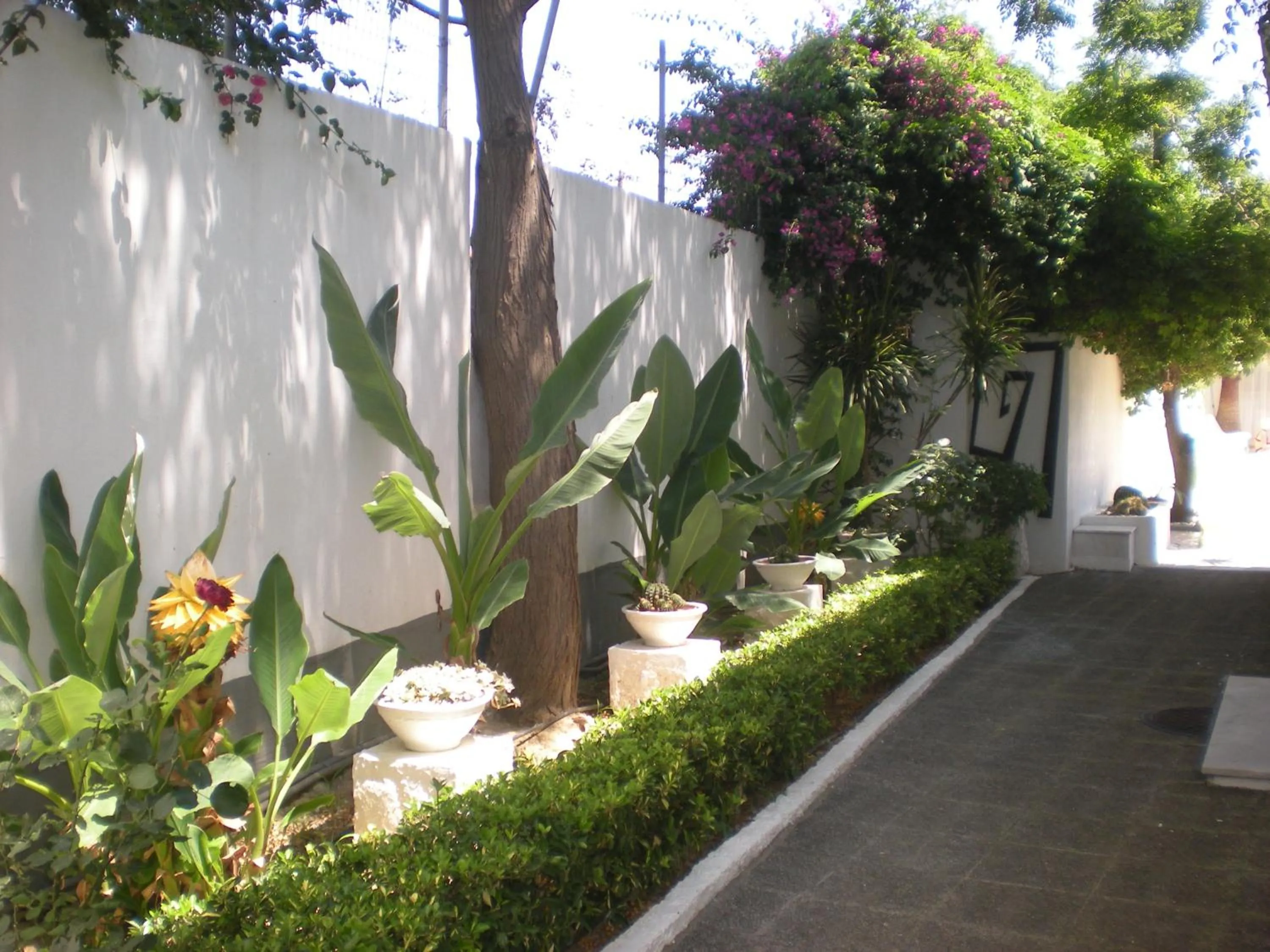 Garden in Manolis' House