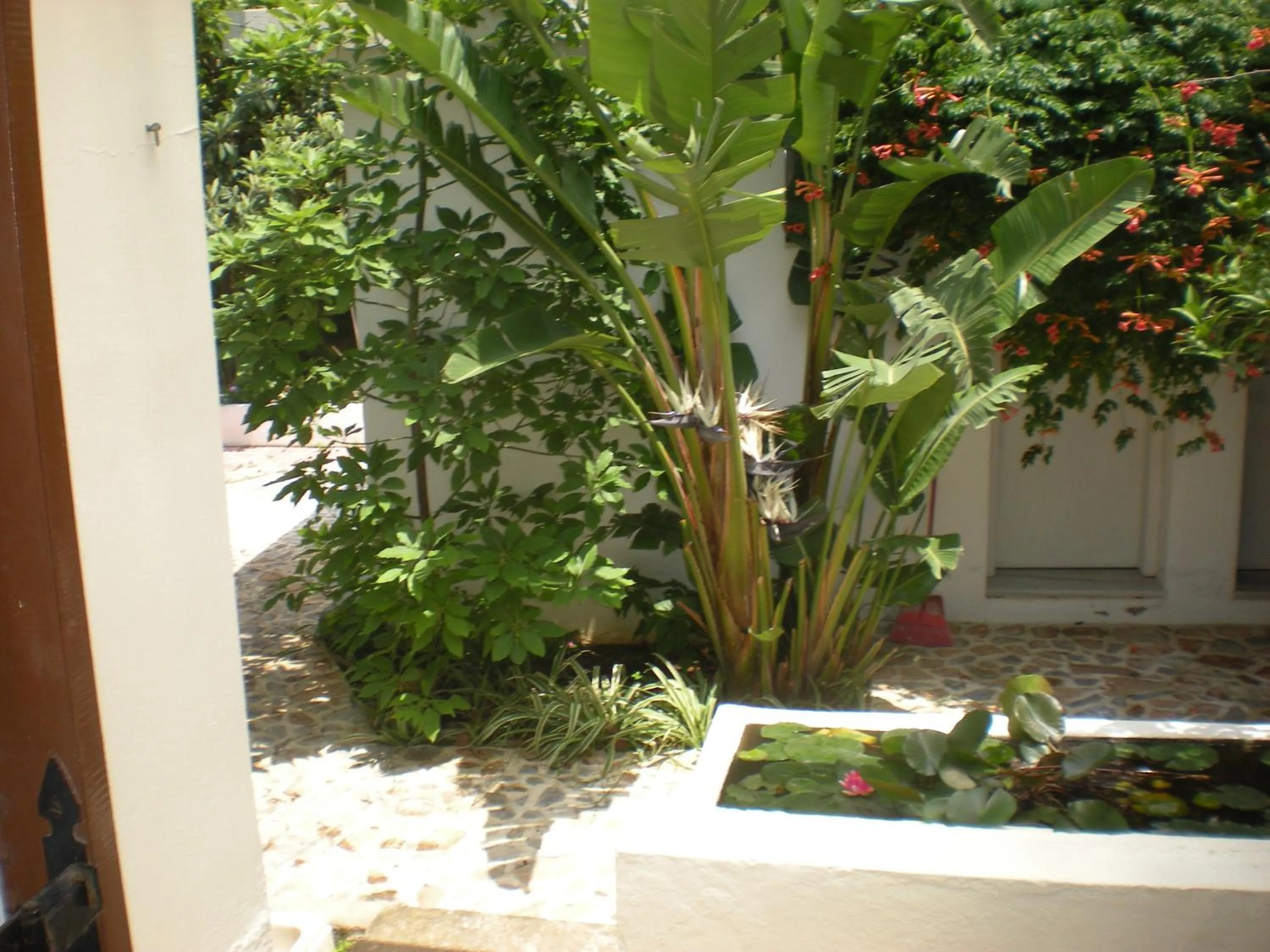 Garden in Manolis' House