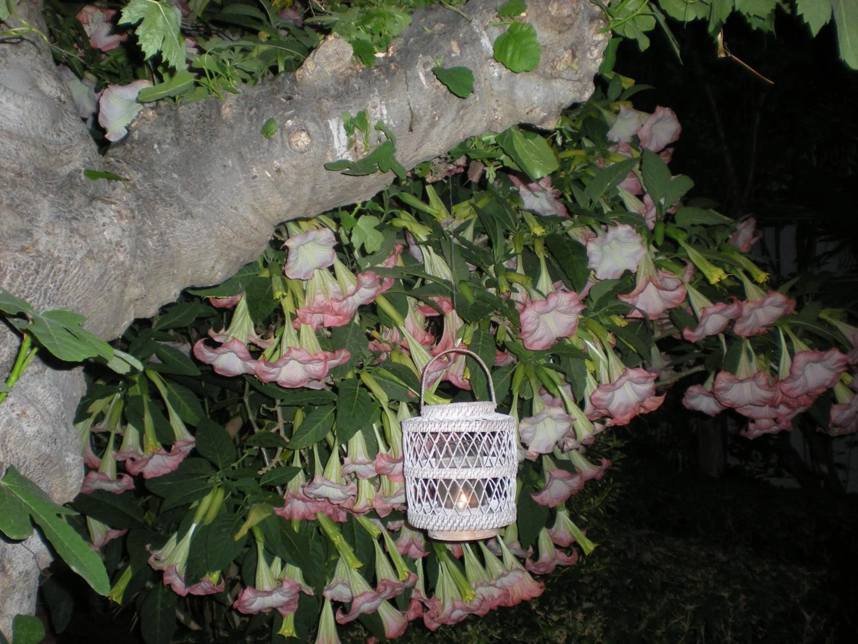 Decorative detail in Manolis' House