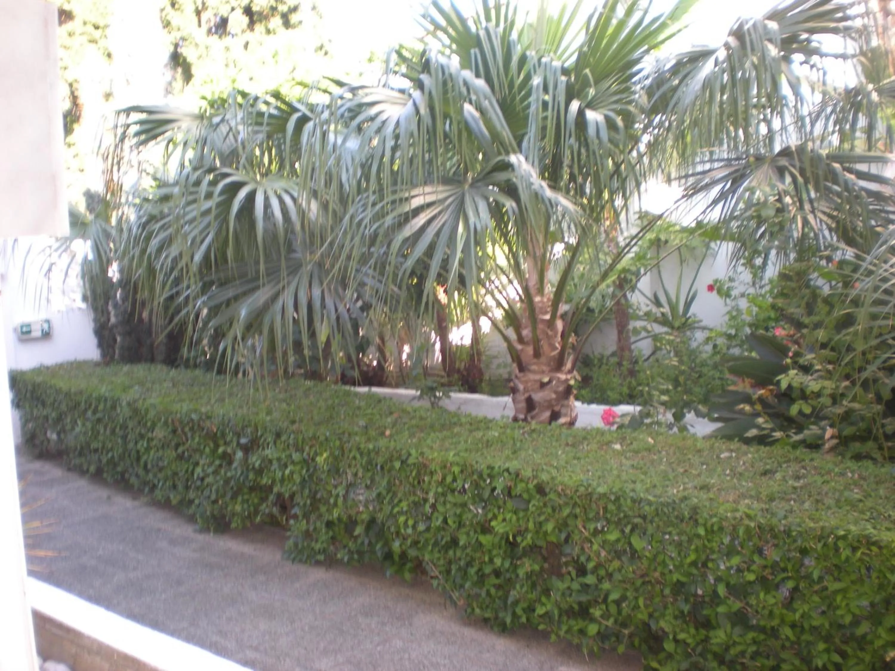 Garden in Manolis' House