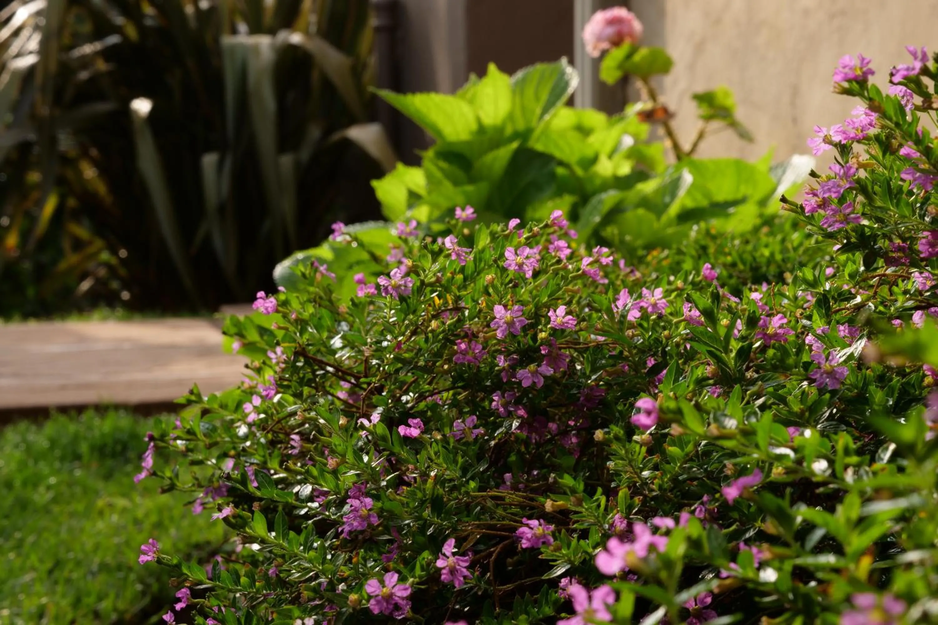 Garden in 7th Street Guesthouse
