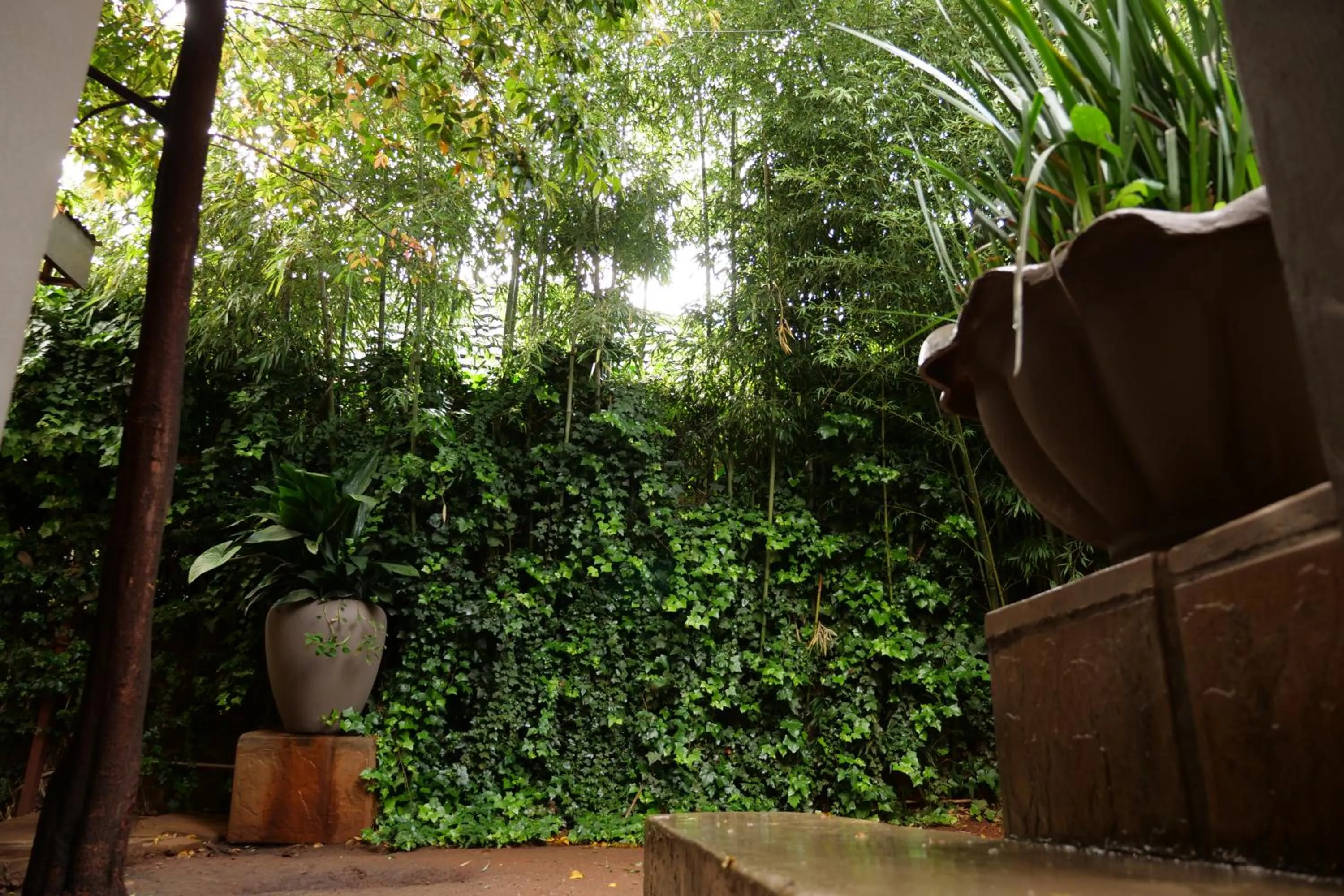 Garden in 7th Street Guesthouse