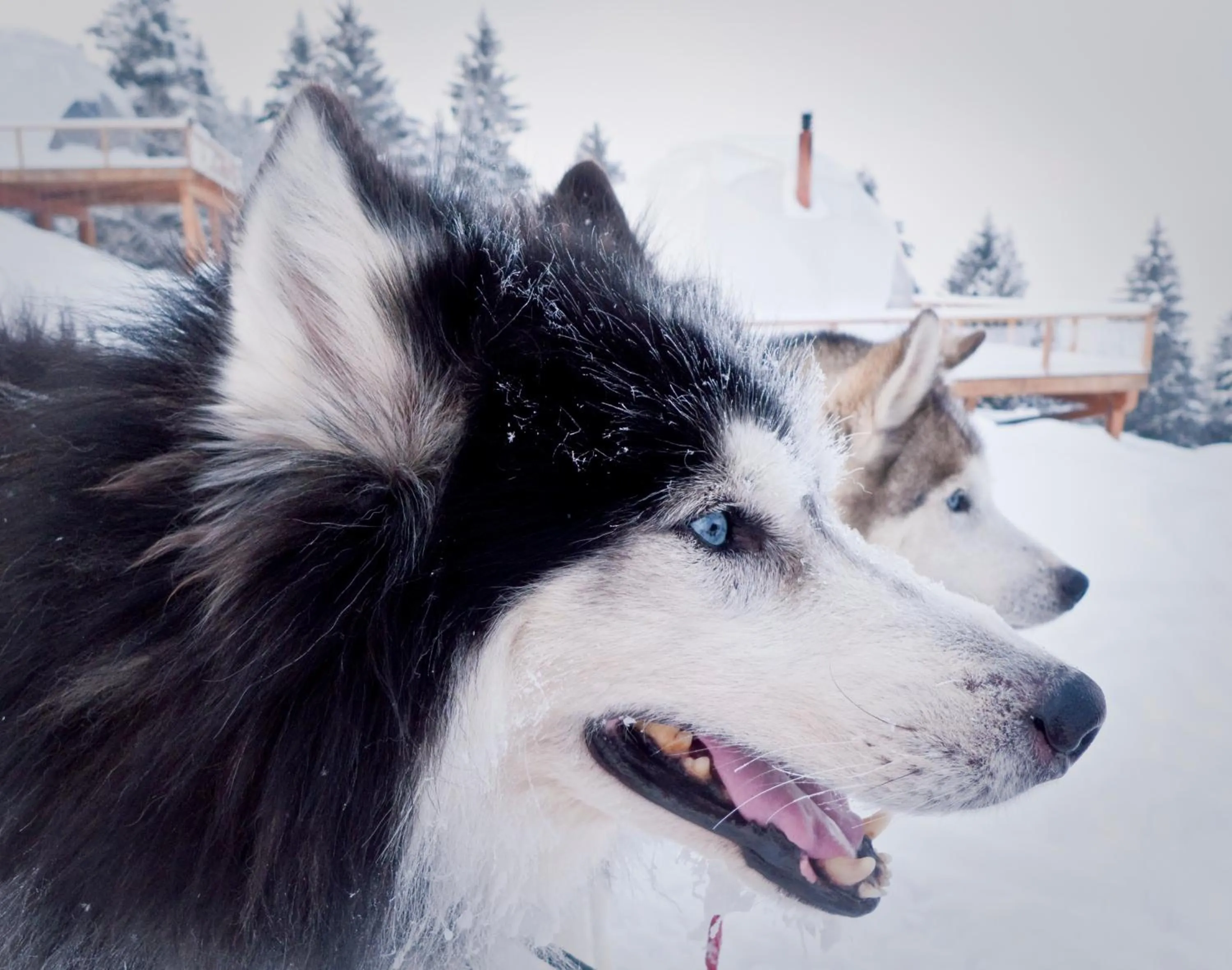 Activities in Whitepod Original