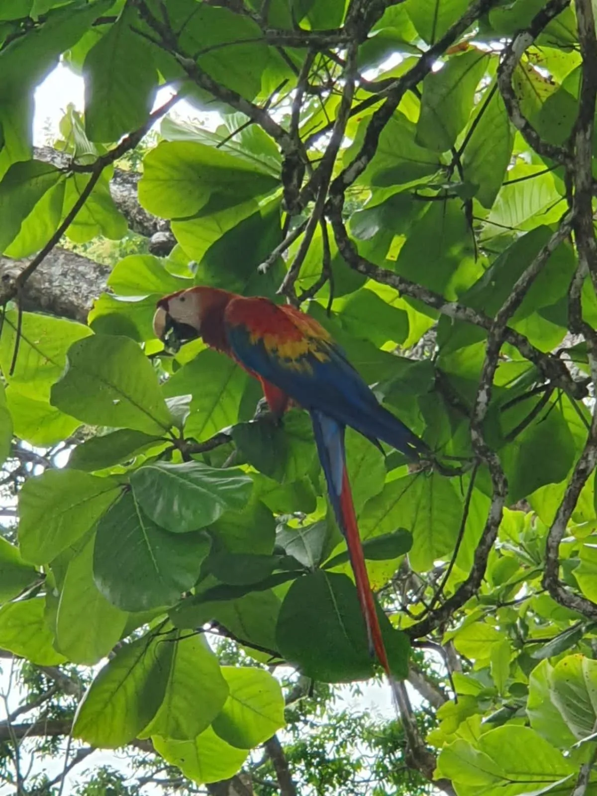 Animals in The Sunset Tucano Lodge