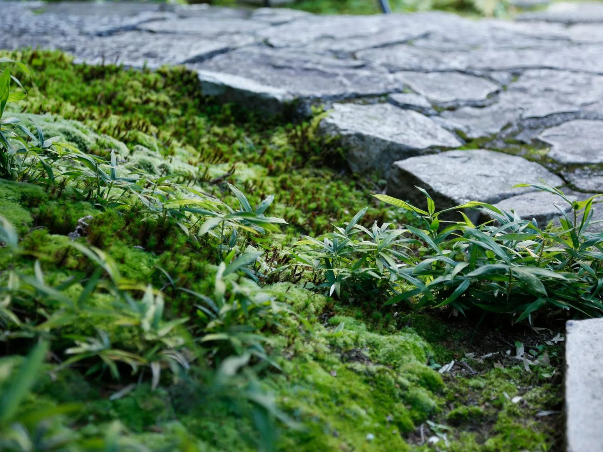 On site in Kotohira Kadan