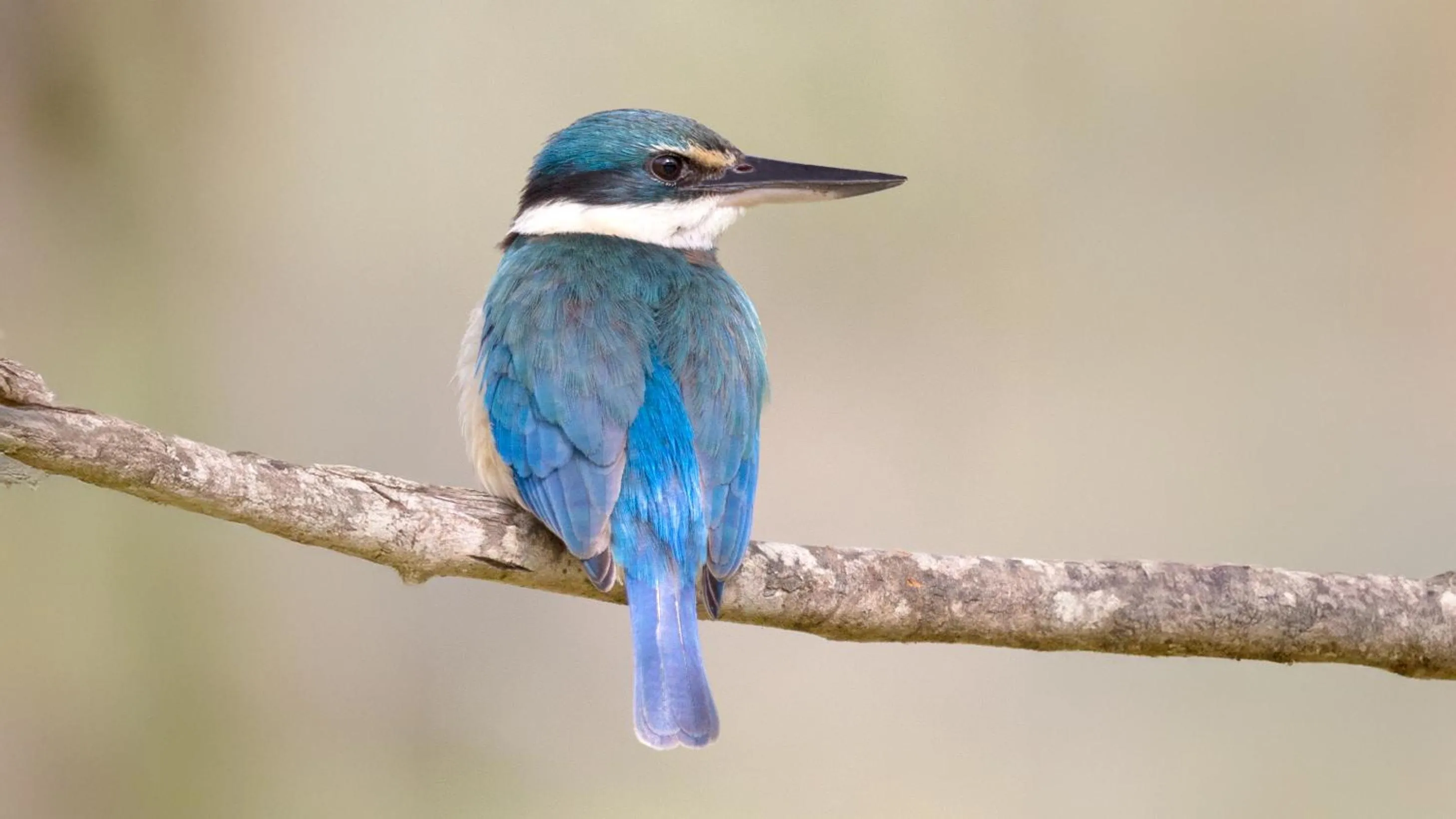 Daintree Riverview Lodges