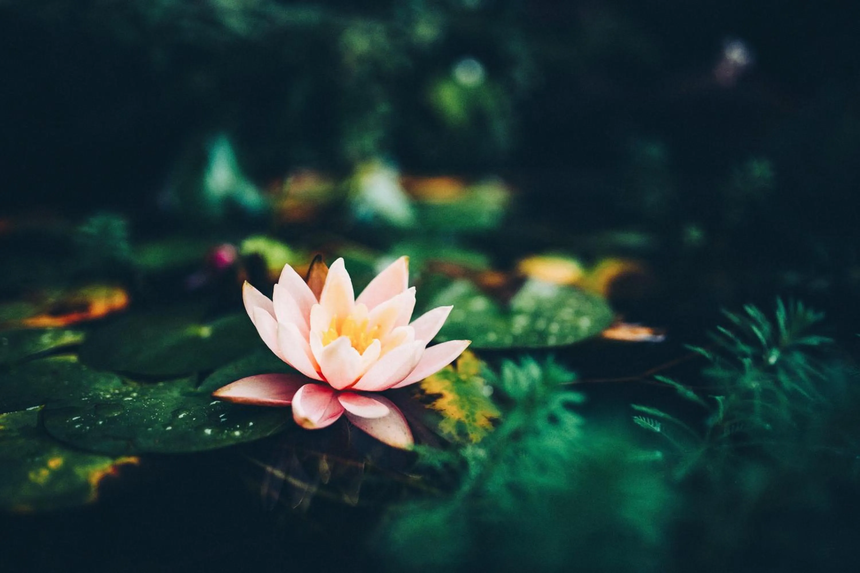 Garden in Tsilaosa Hôtel