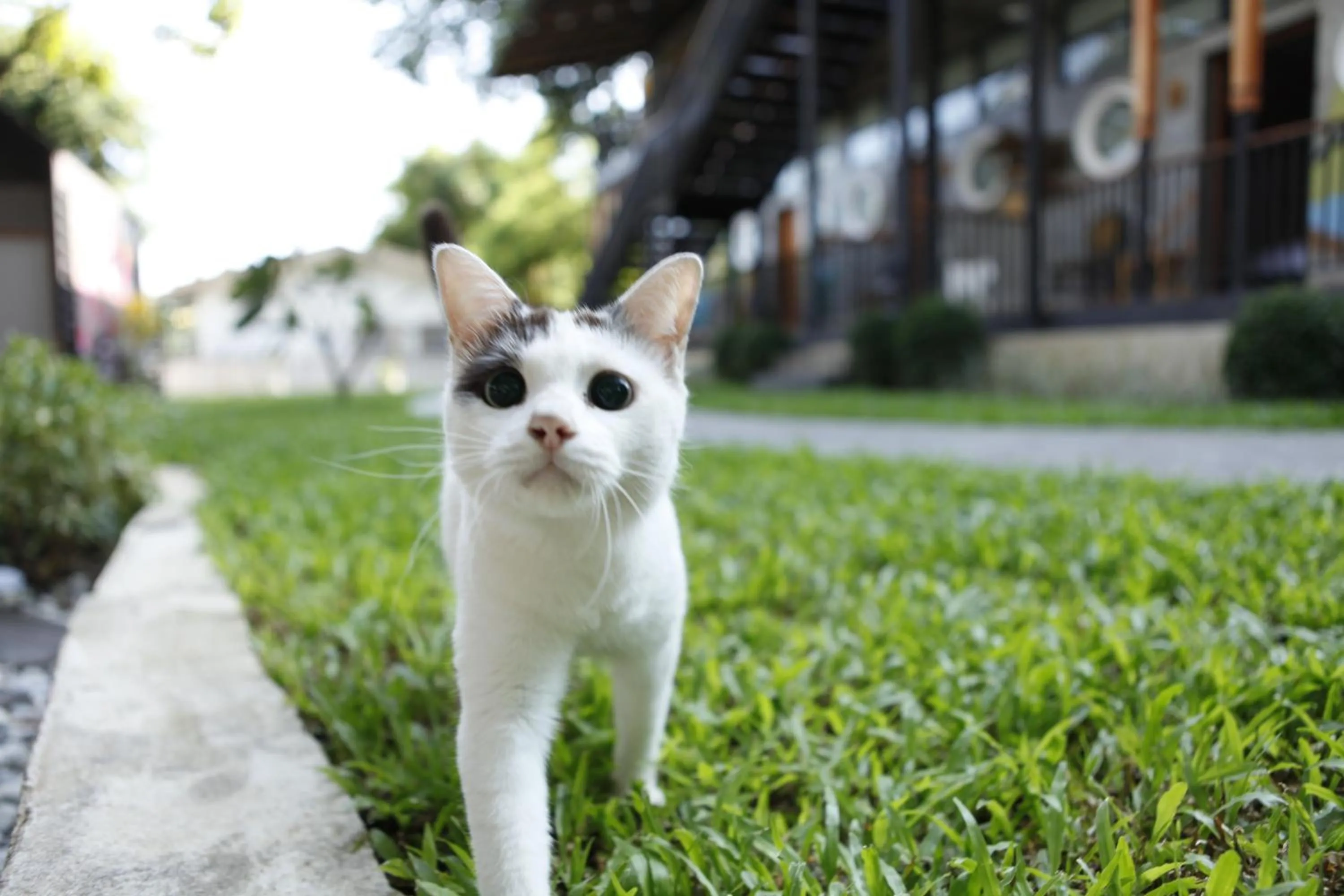 Pets in Yellow Pillow village