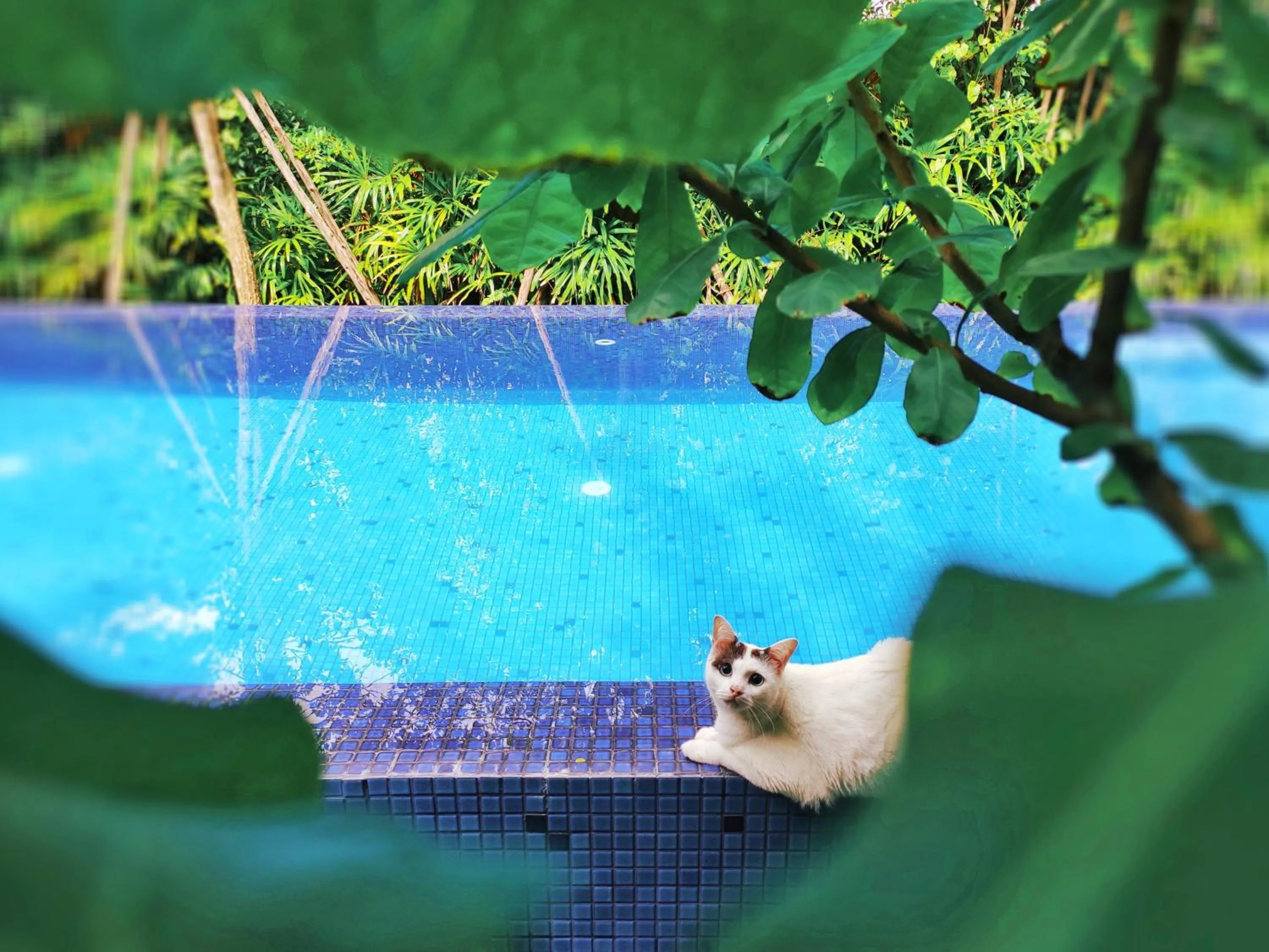 Swimming pool in Yellow Pillow village