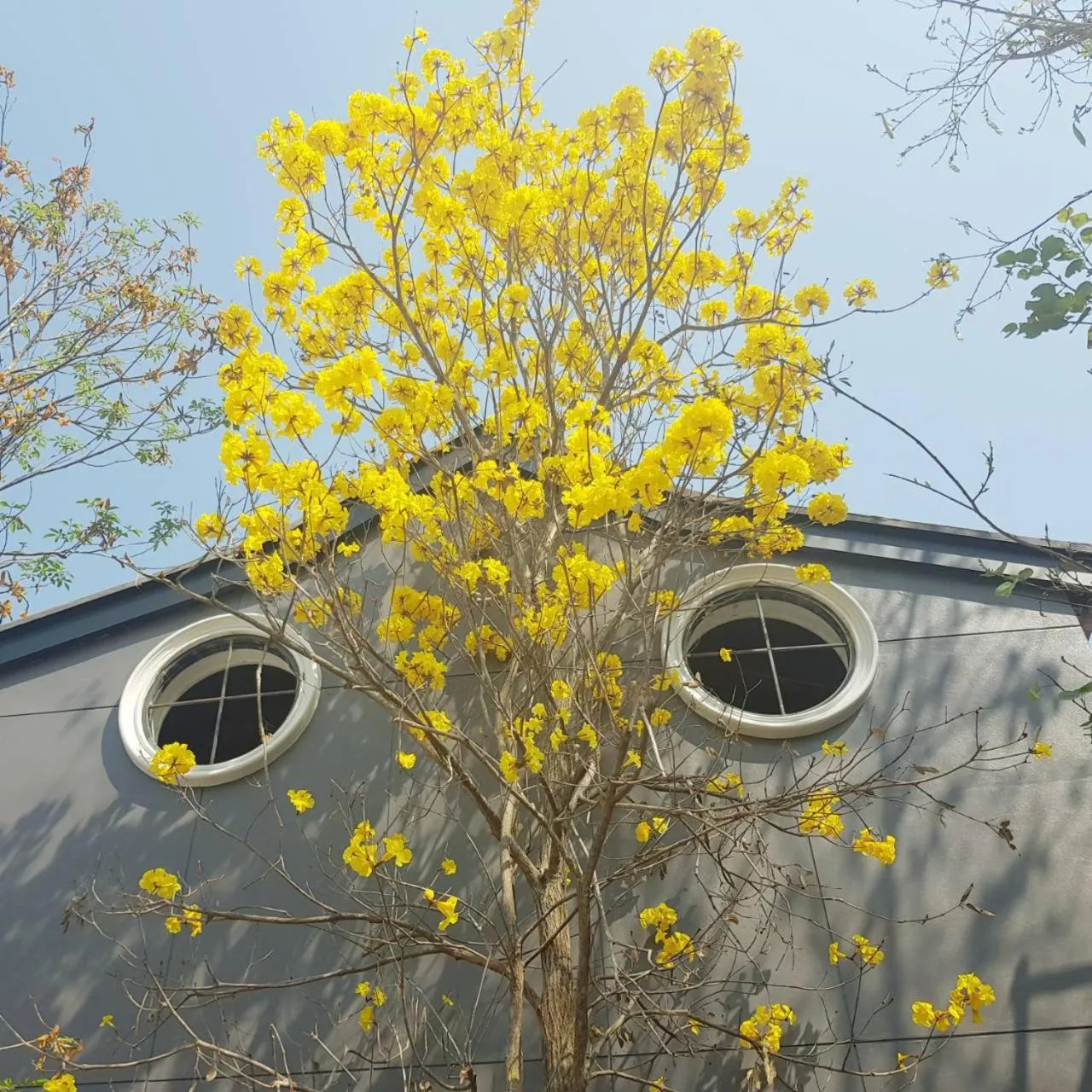 Property building in Yellow Pillow village