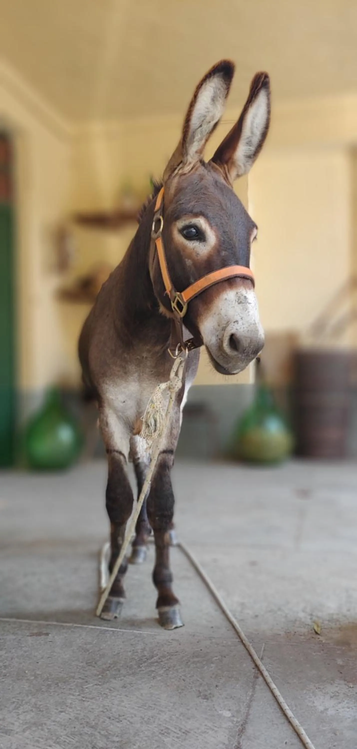 Animals in Tenuta San Rocco