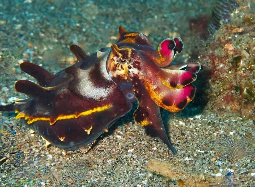 AivyMaes Divers Resort