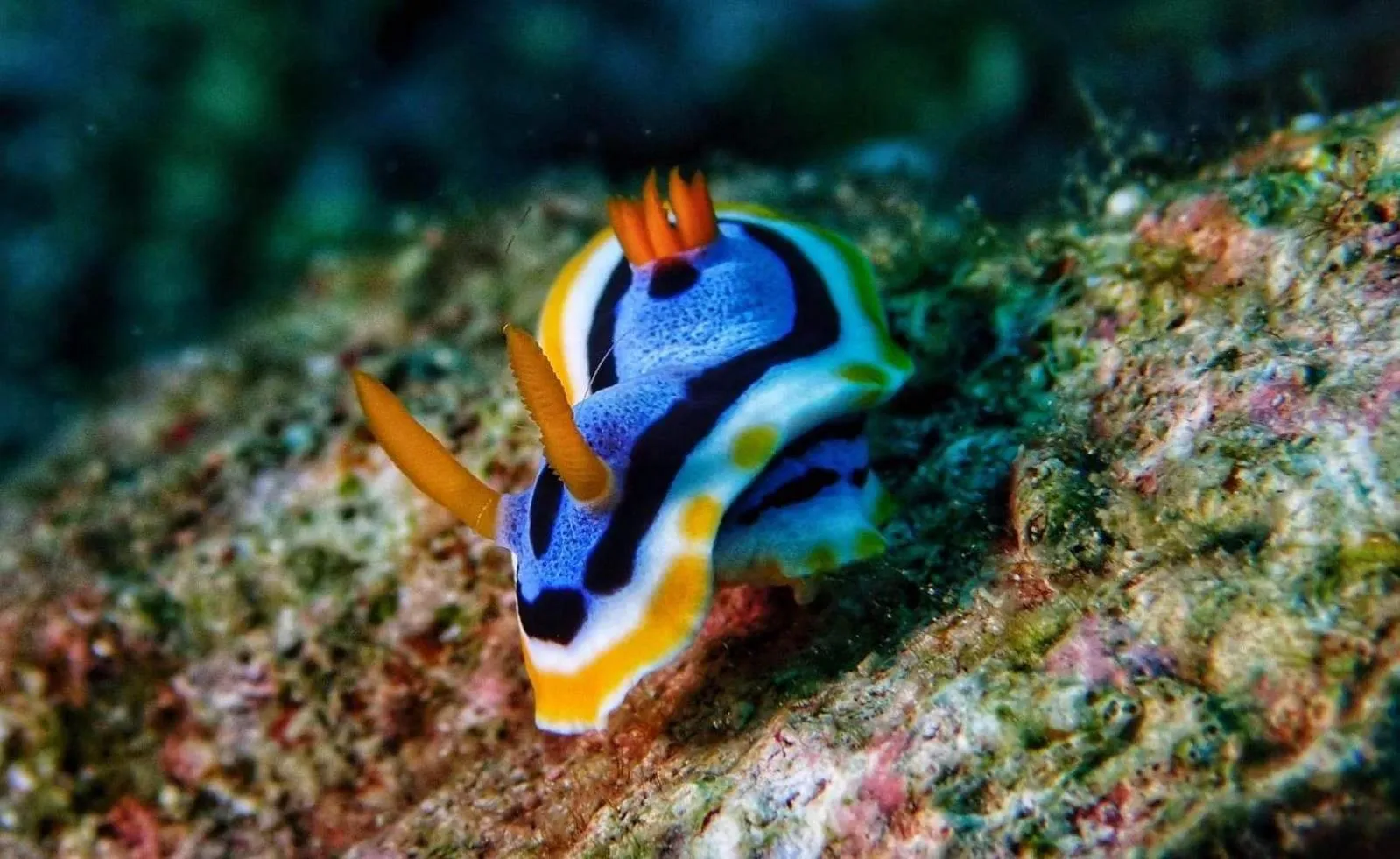 Diving in AivyMaes Divers Resort