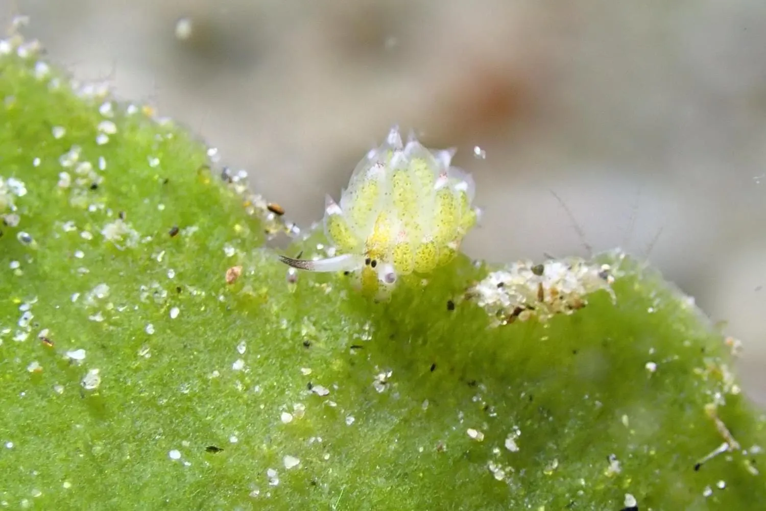 AivyMaes Divers Resort