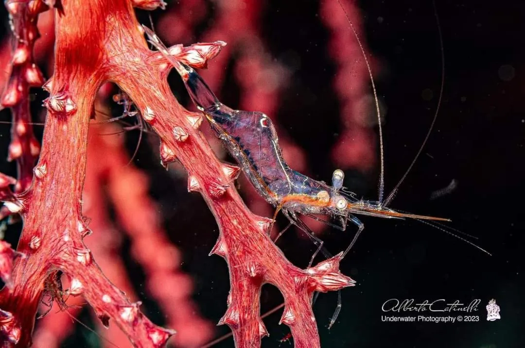 AivyMaes Divers Resort