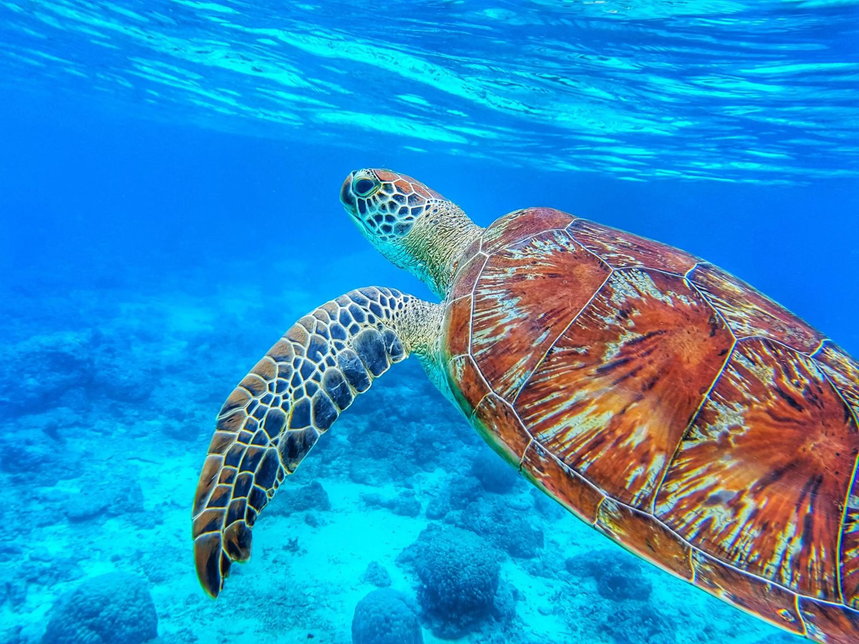 Animals in Havana Hideaway