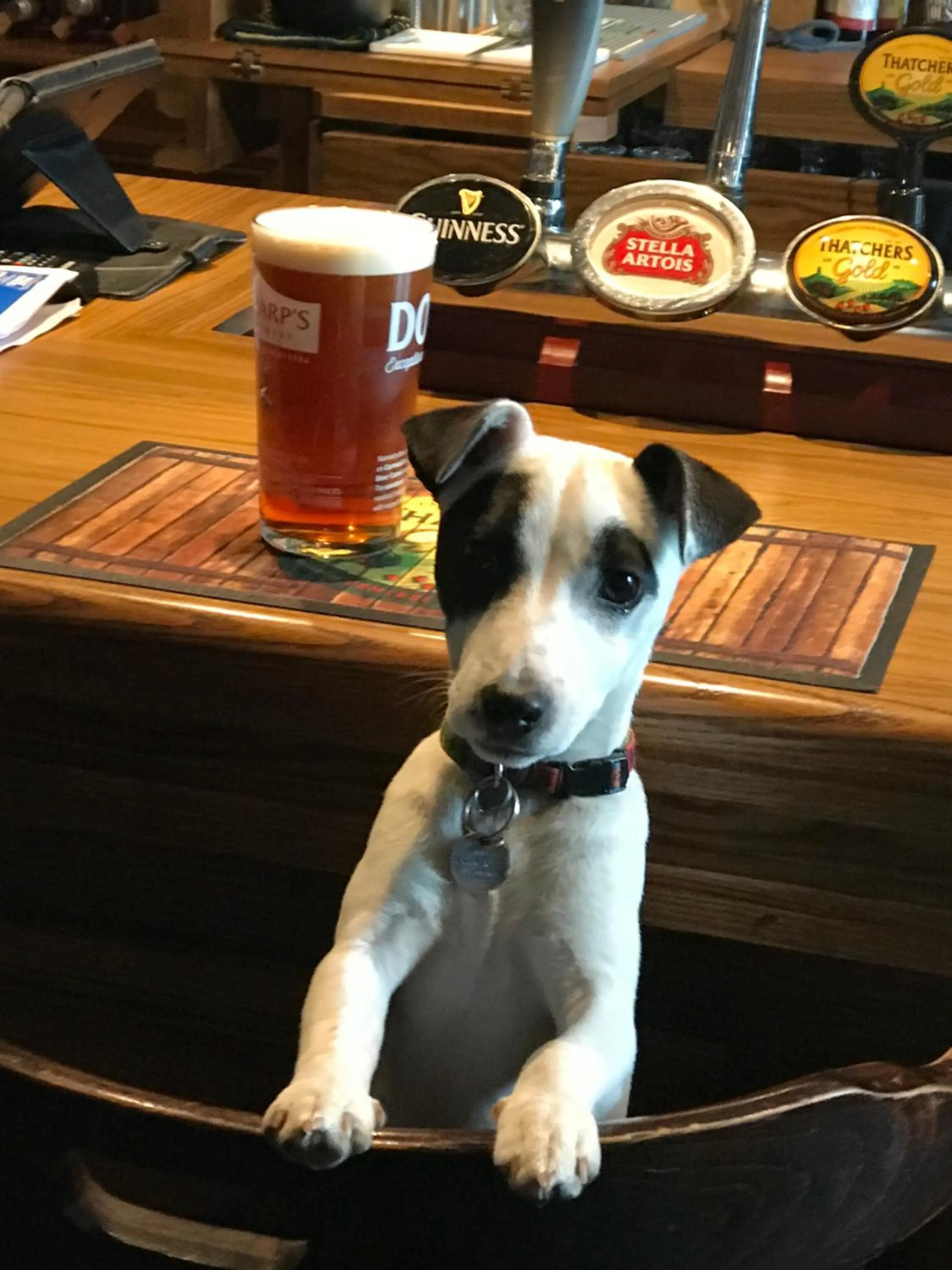 Pets in Plough and Harrow