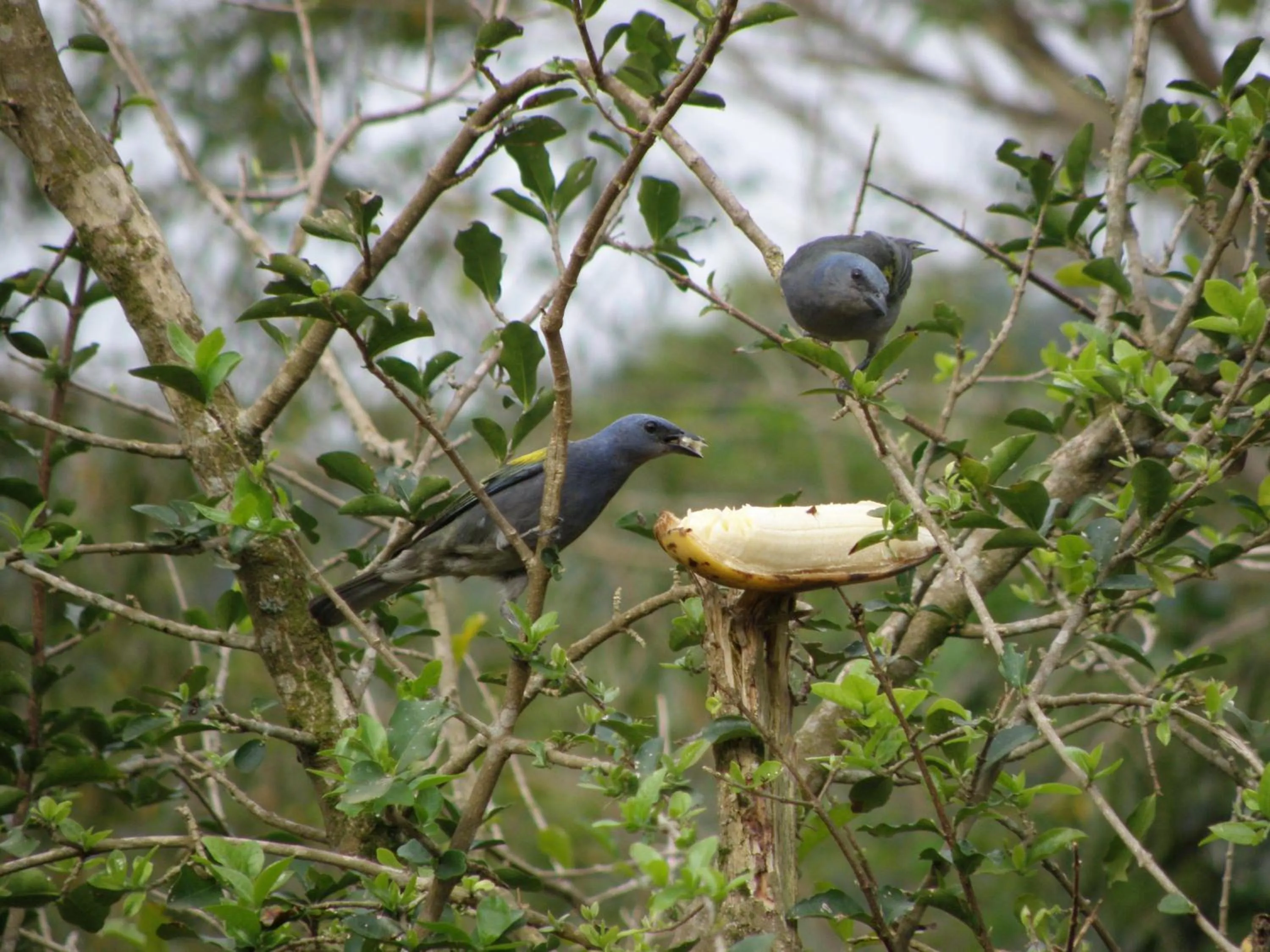 Animals in Chez Domaine Pousada Organica