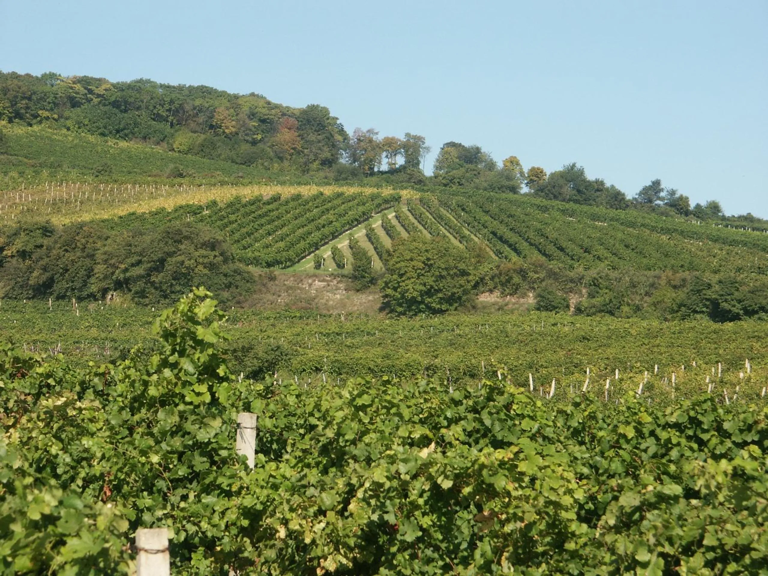 Area and facilities in Oldtimer Motorhotel Guntramsdorf