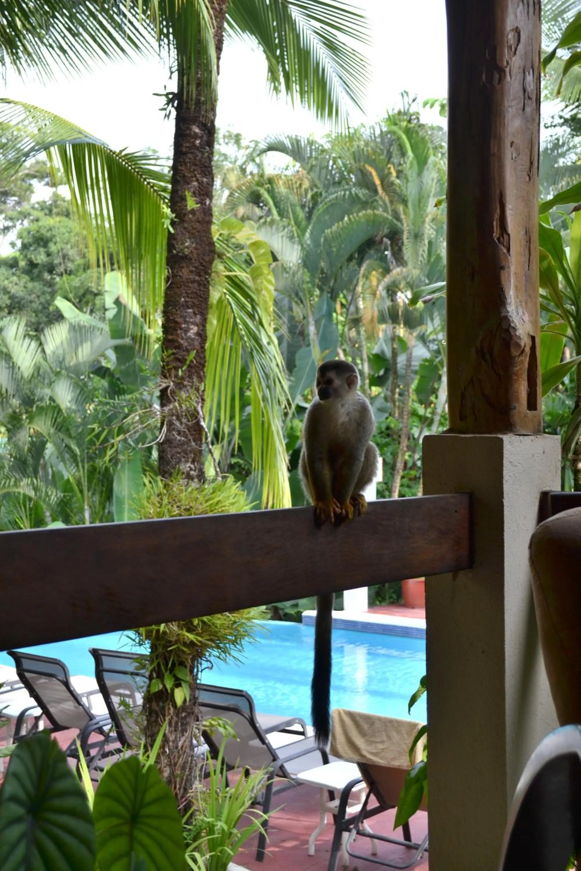 Pool view in The Falls at Manuel Antonio