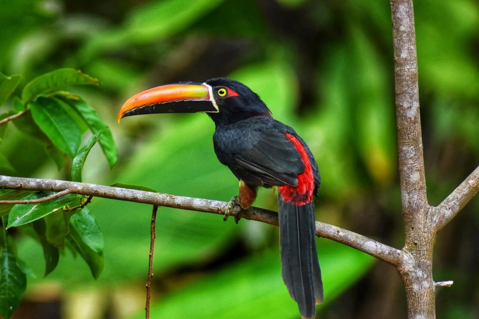 Bird's eye view in The Falls at Manuel Antonio