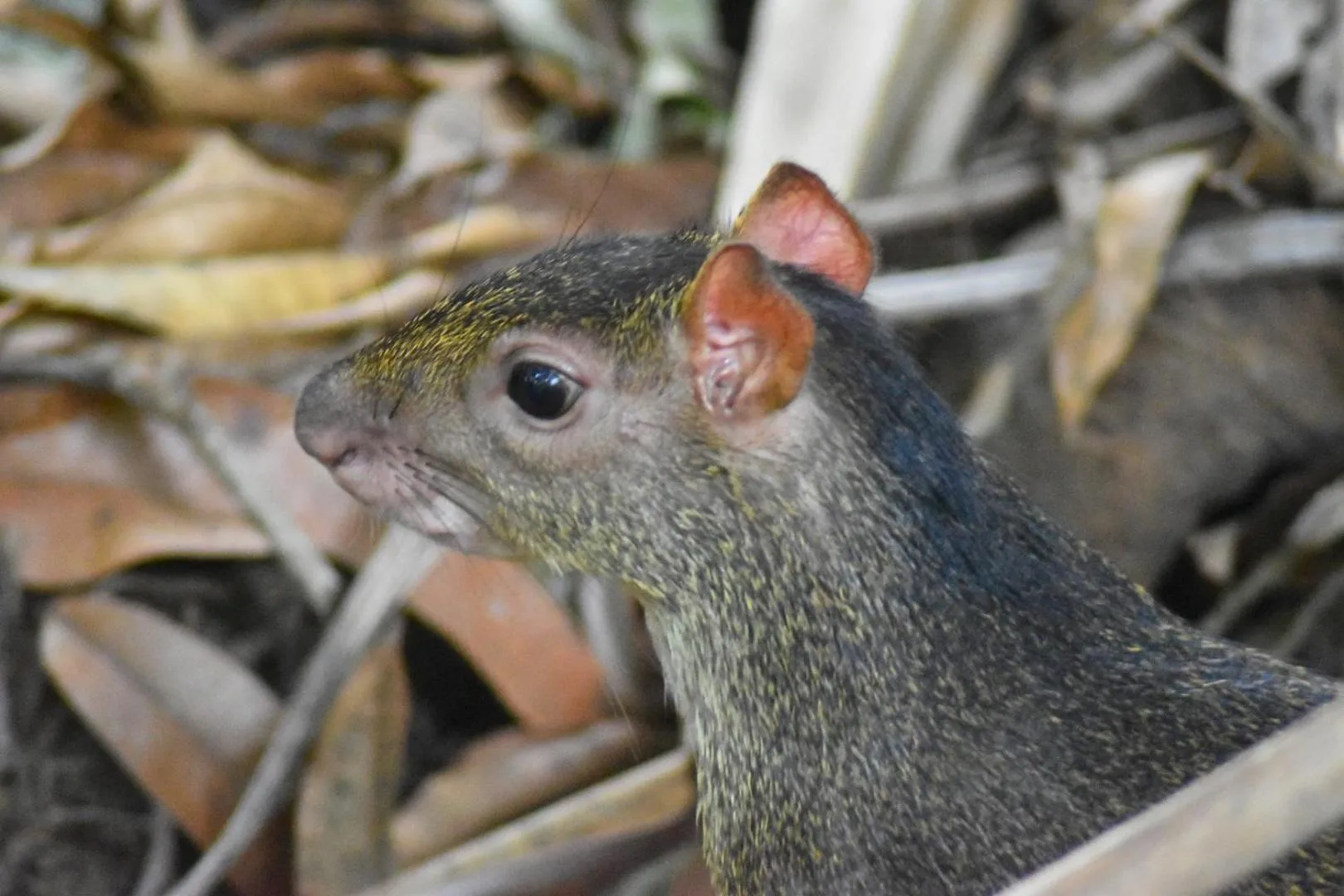 The Falls at Manuel Antonio