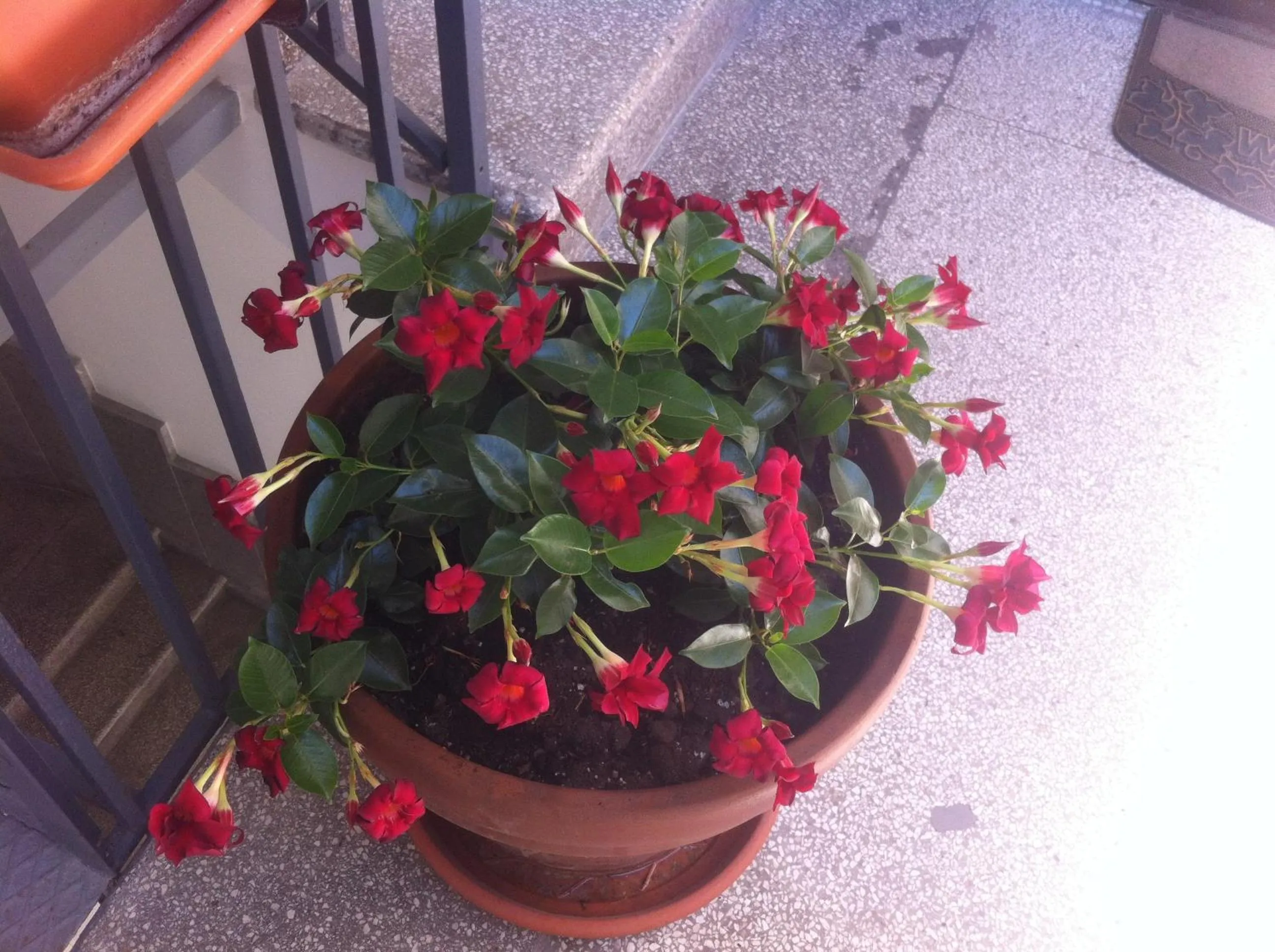 Decorative detail in Santa Lucia 50