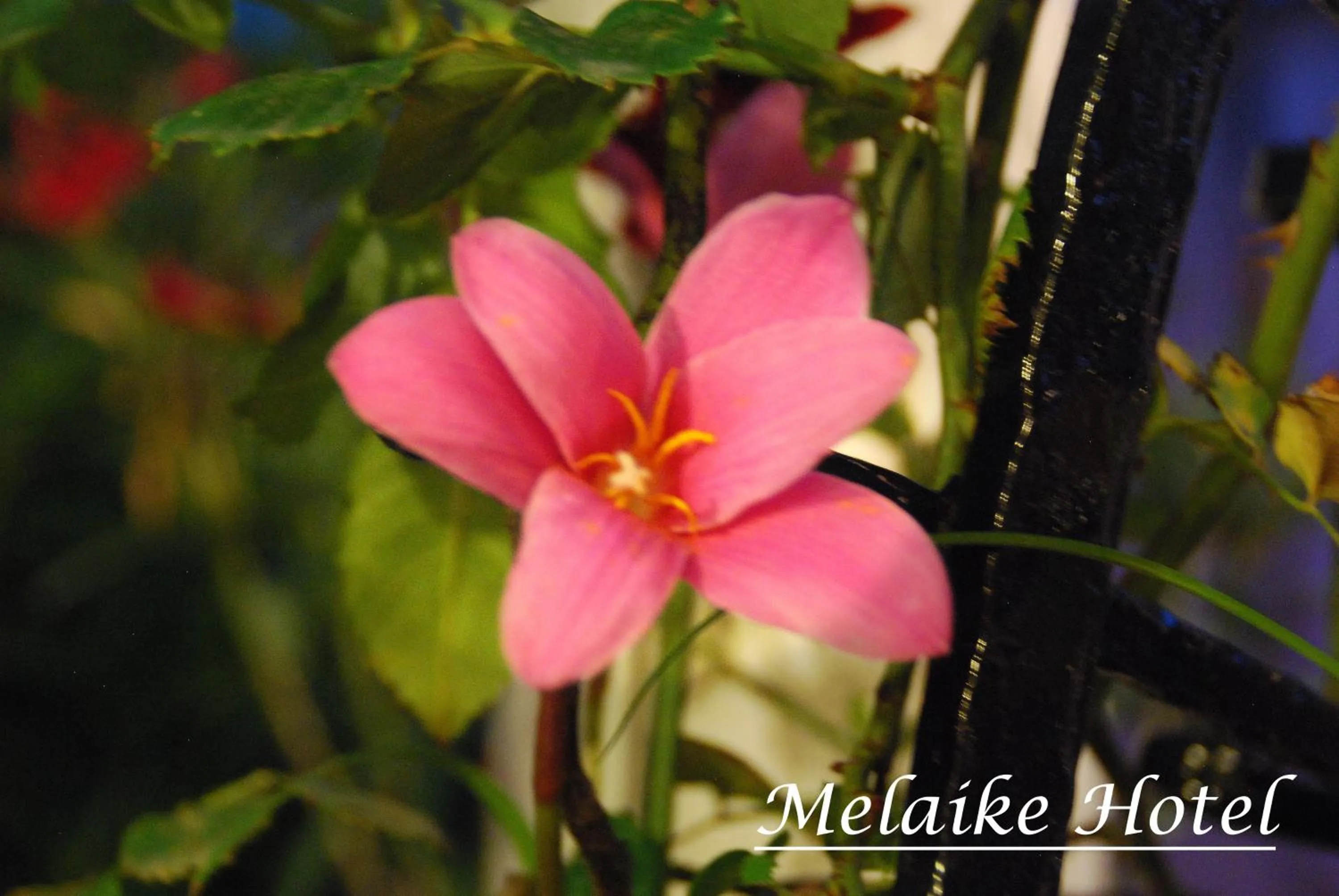 Decorative detail in Melaike Hotel