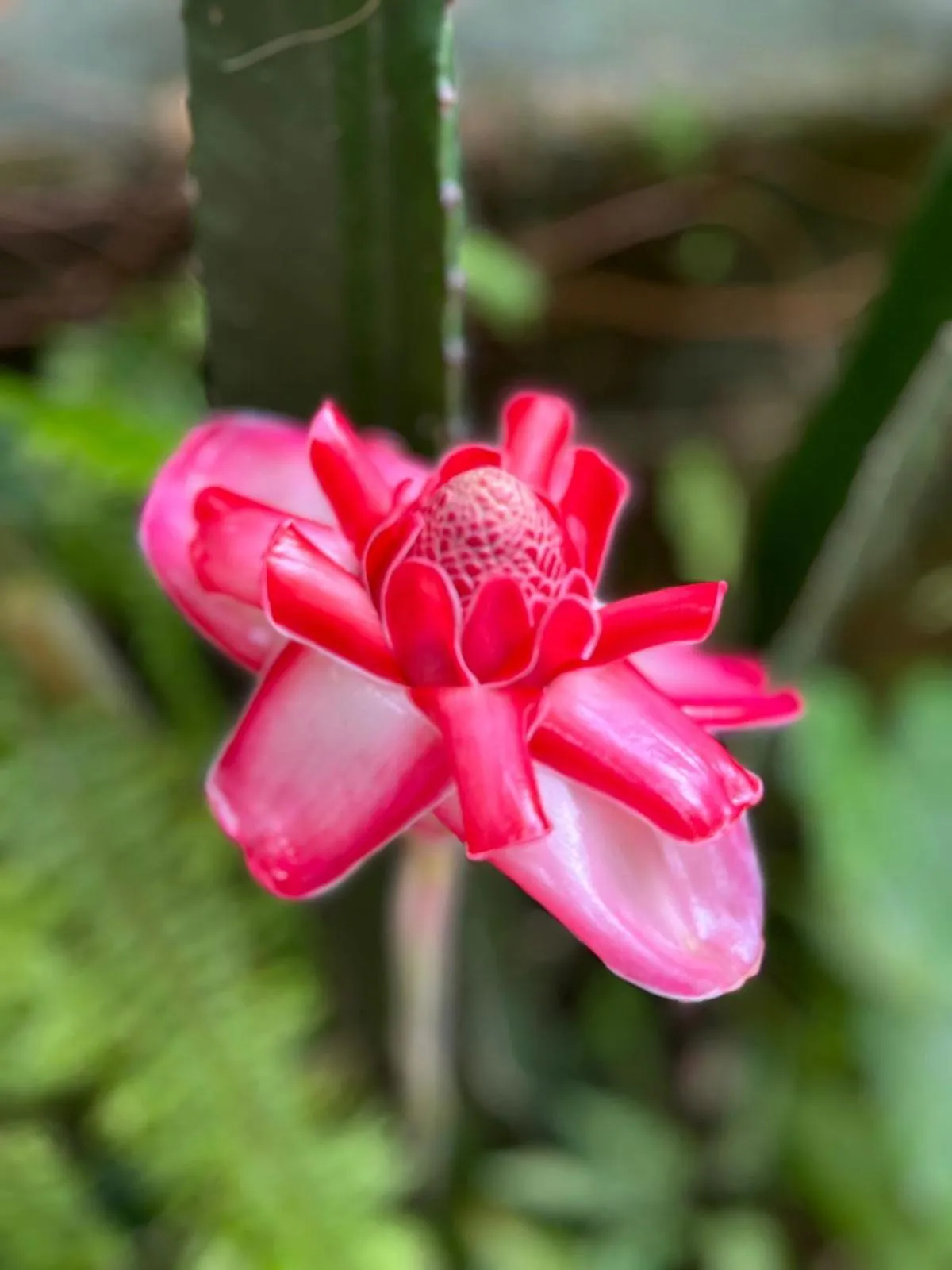 Recanto Toca das Plantas de Ilhabela I