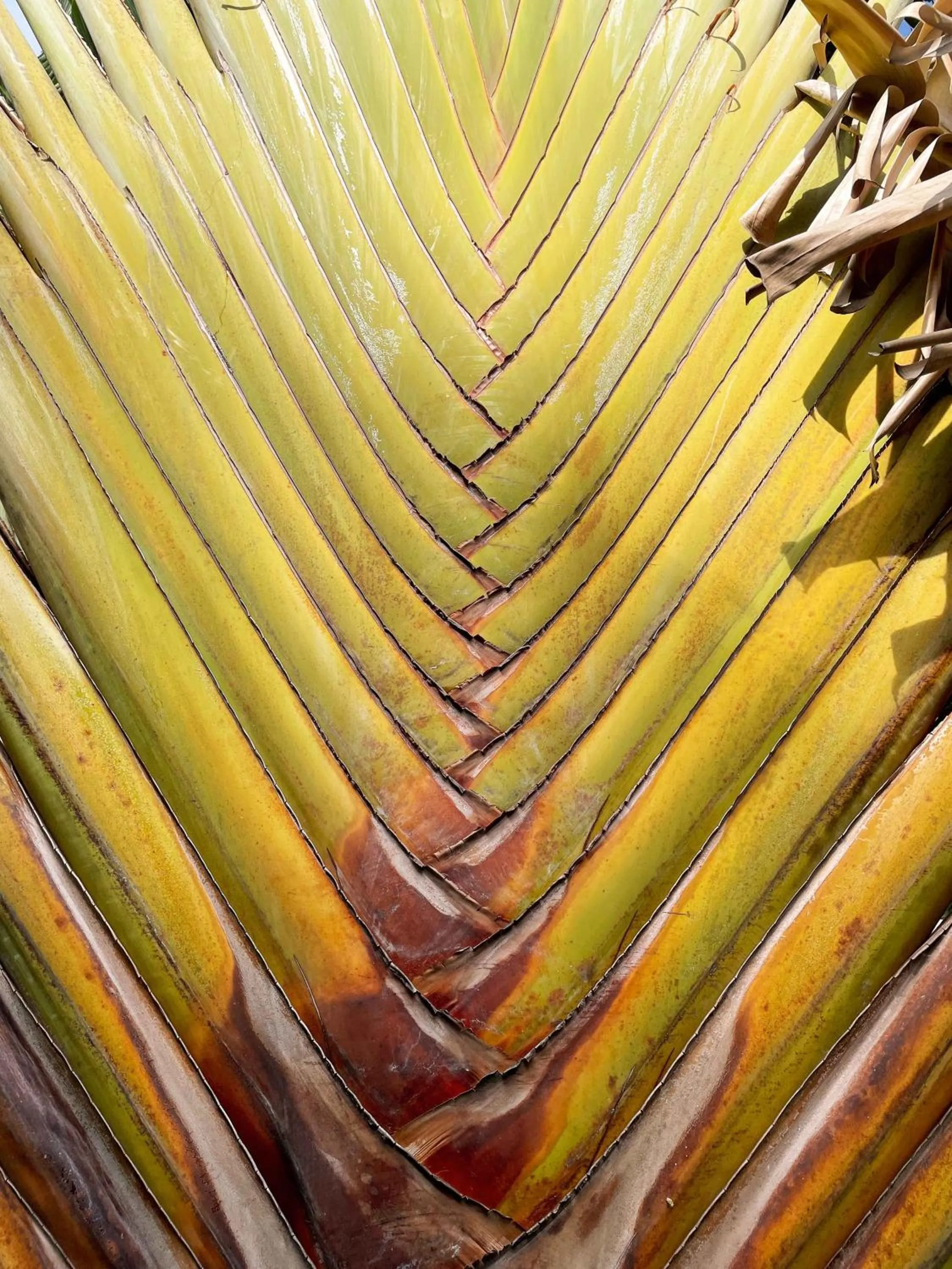 Day in Patong Palace Hotel - SHA Extra Plus