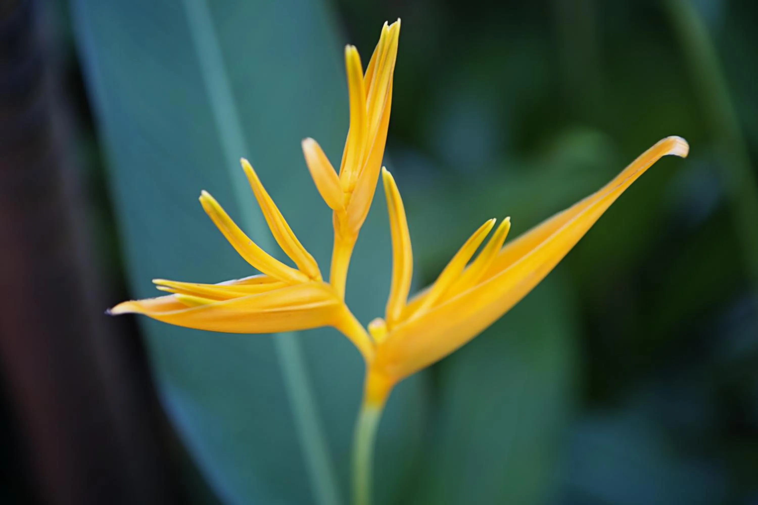 Spring in Patong Palace Hotel - SHA Extra Plus