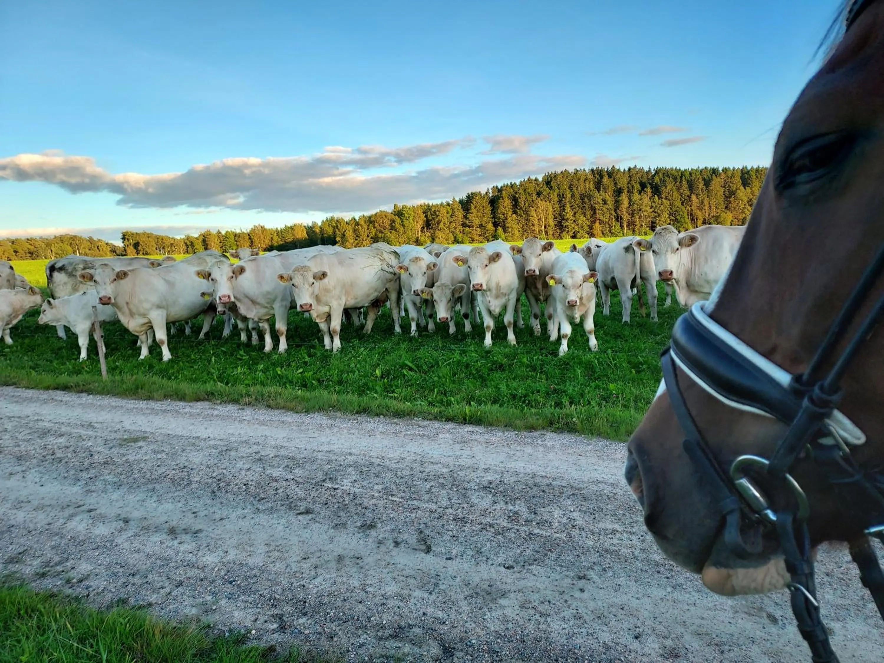 Animals in Älgbergets Bed & Breakfast
