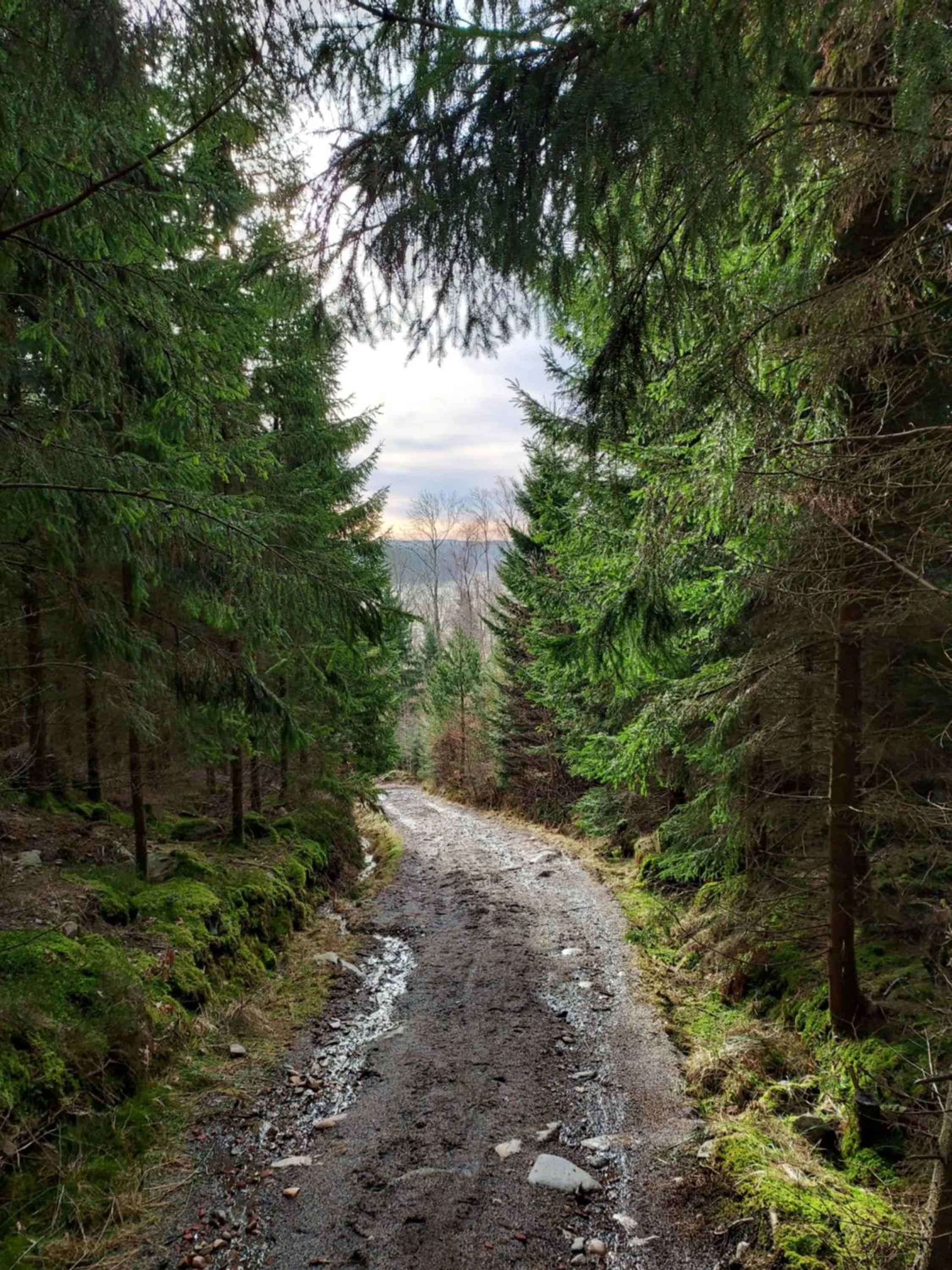 Natural landscape in Älgbergets Bed & Breakfast