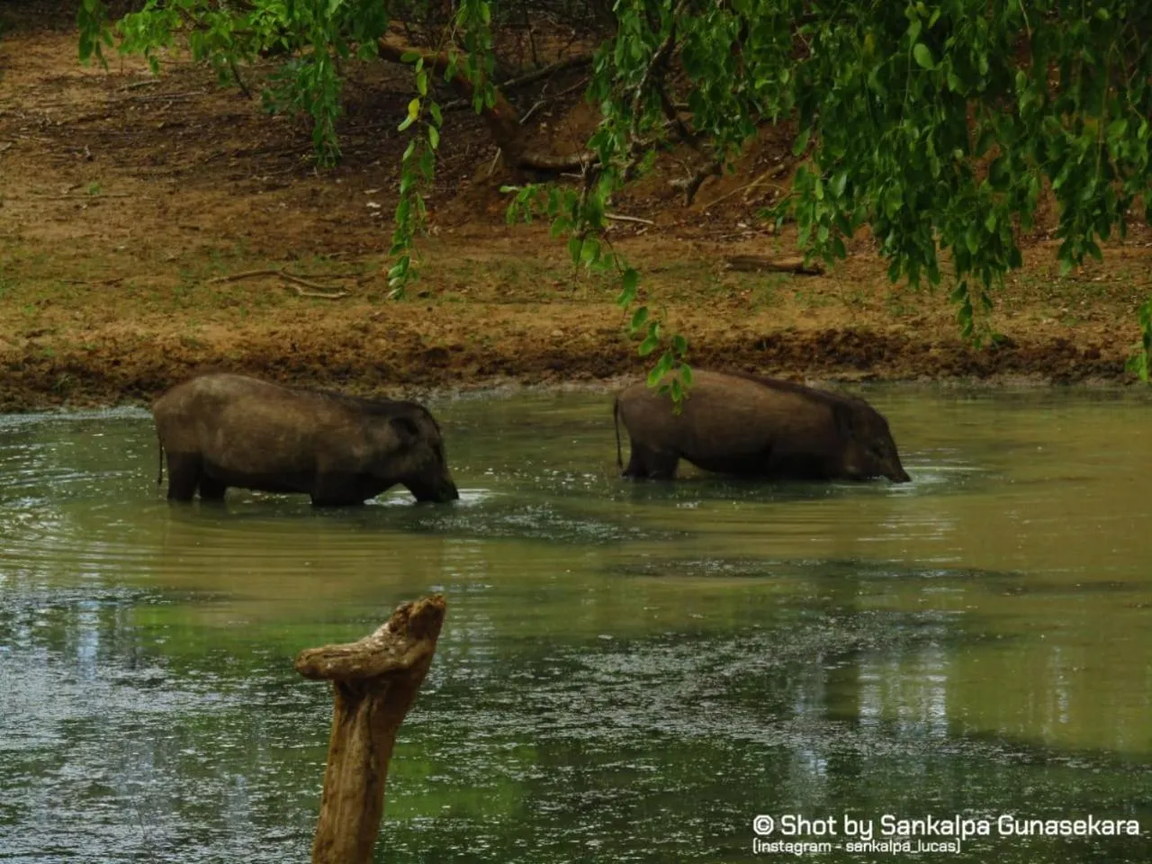 Animals in Lavender Home Yala Safari