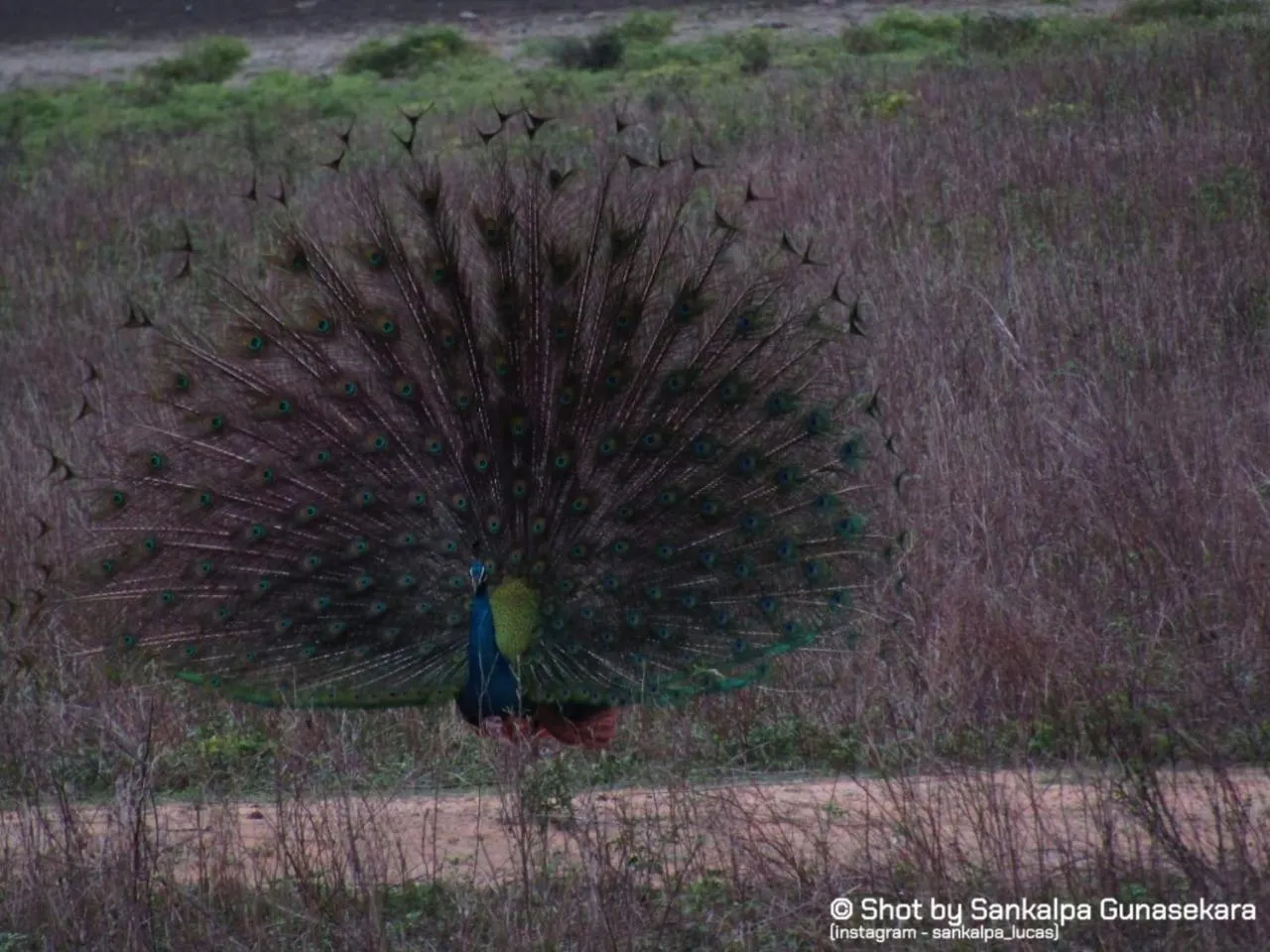Animals in Lavender Home Yala Safari